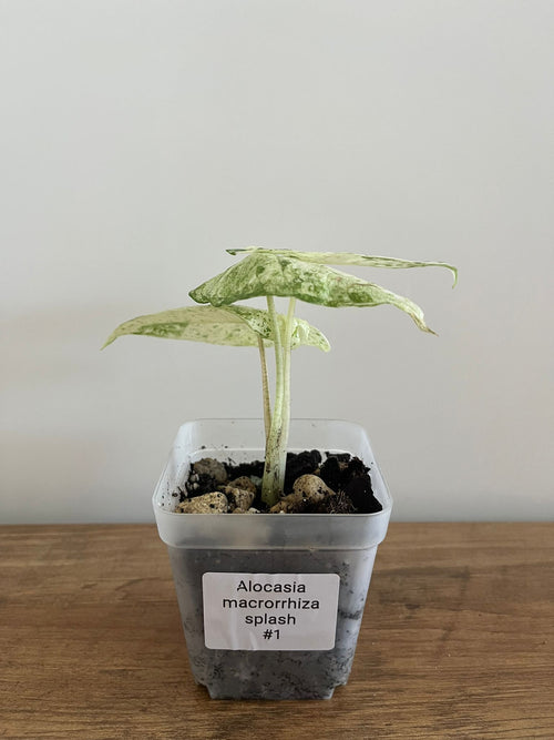 Alocasia Macrorrhiza Splash #1