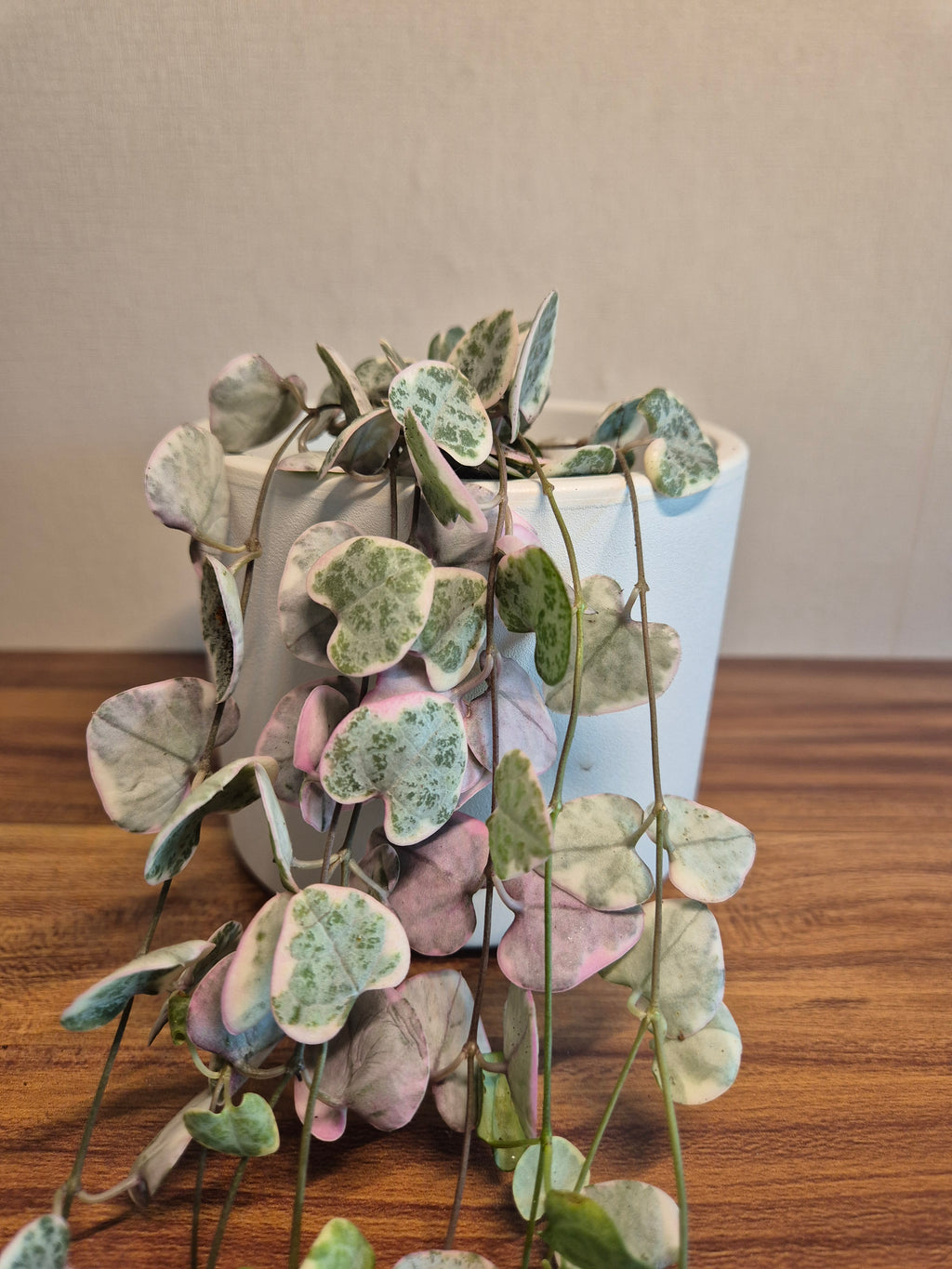 Ceropegia Woodii Variegata #2