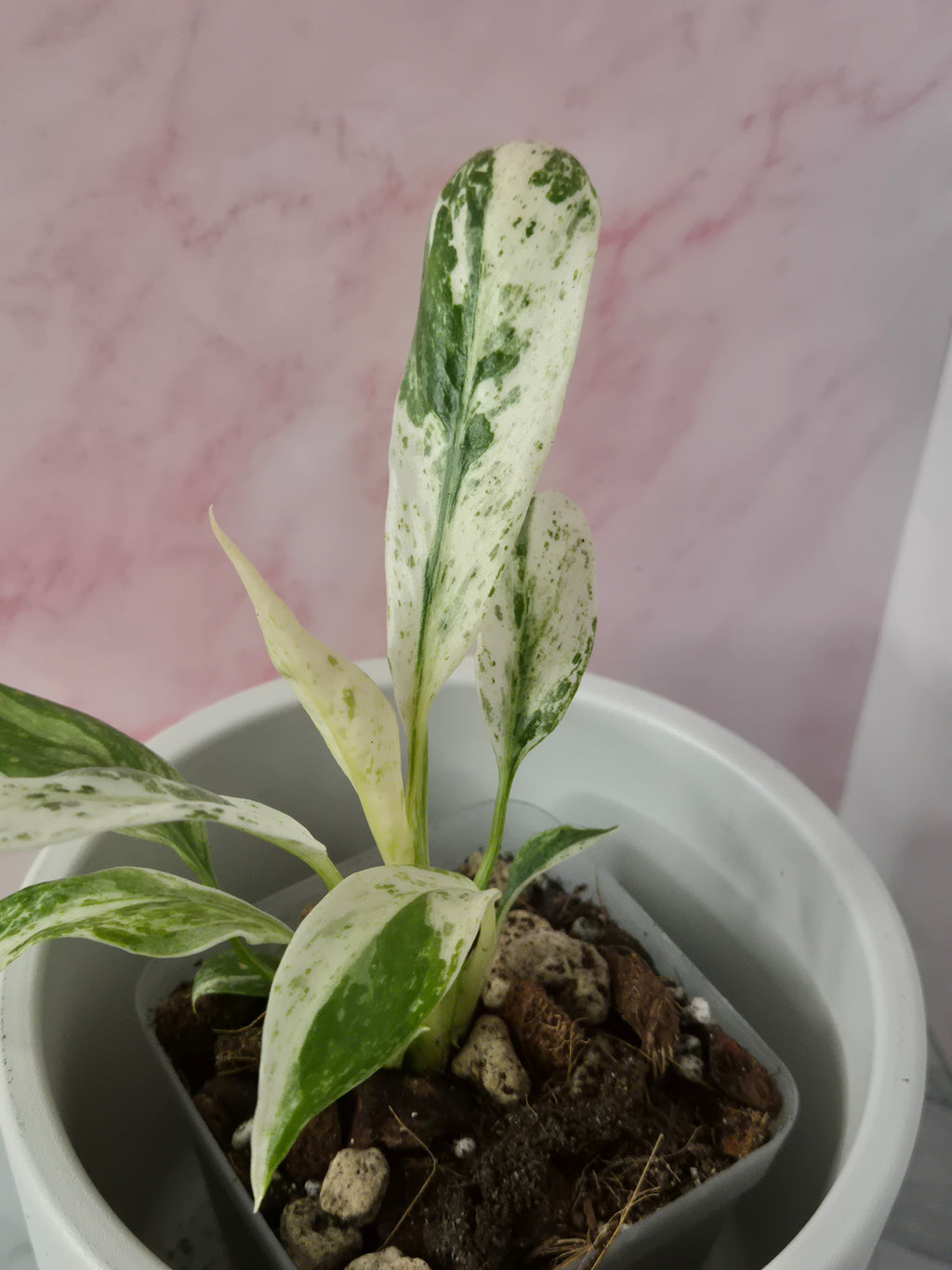 Rhaphidophora Puberula Variegata #13