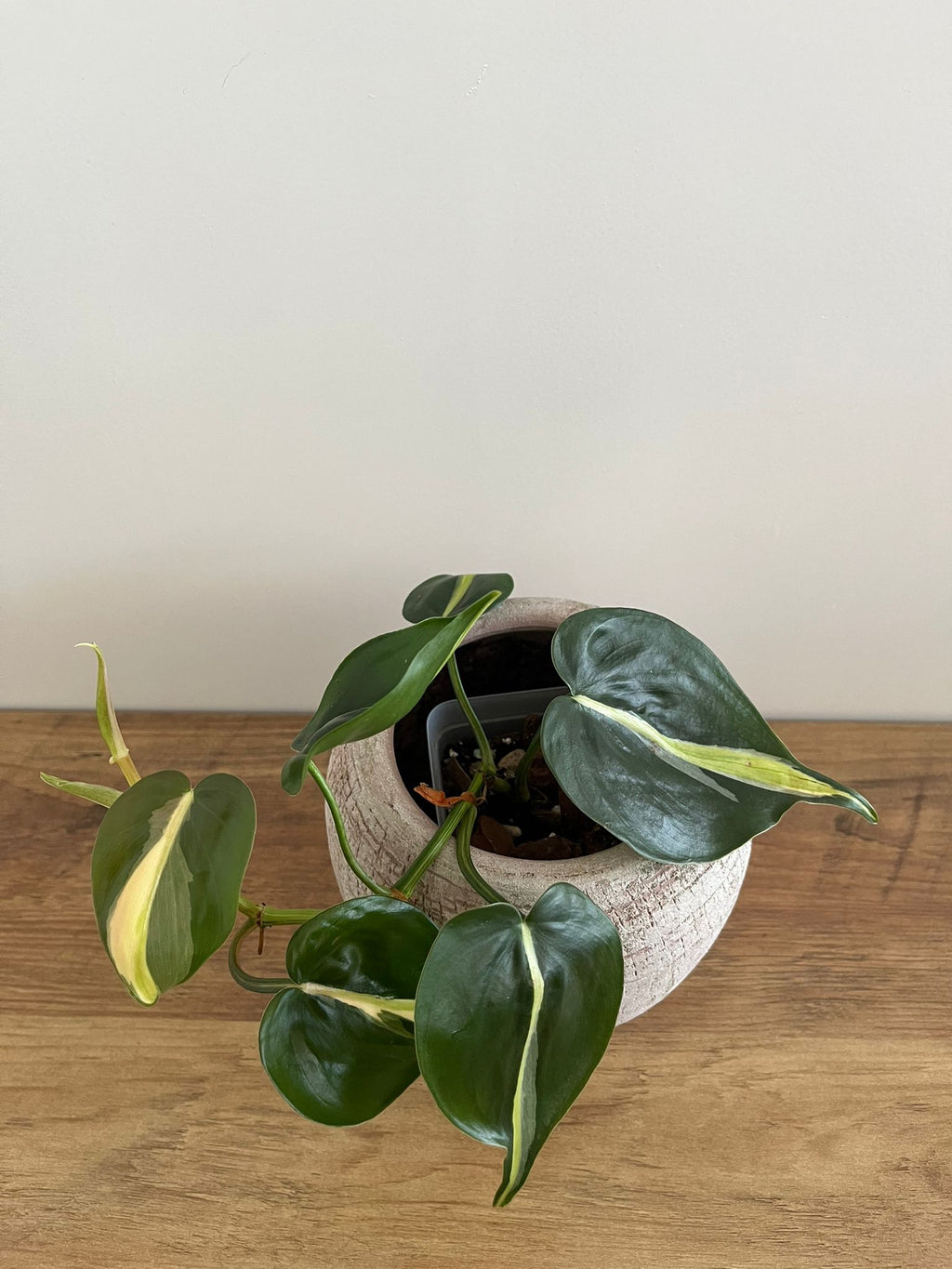Philodendron Brasil Silver Stripe #2