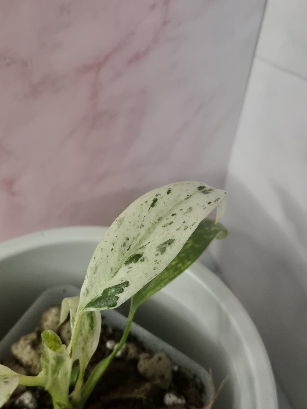 Rhaphidophora Puberula Variegata #15