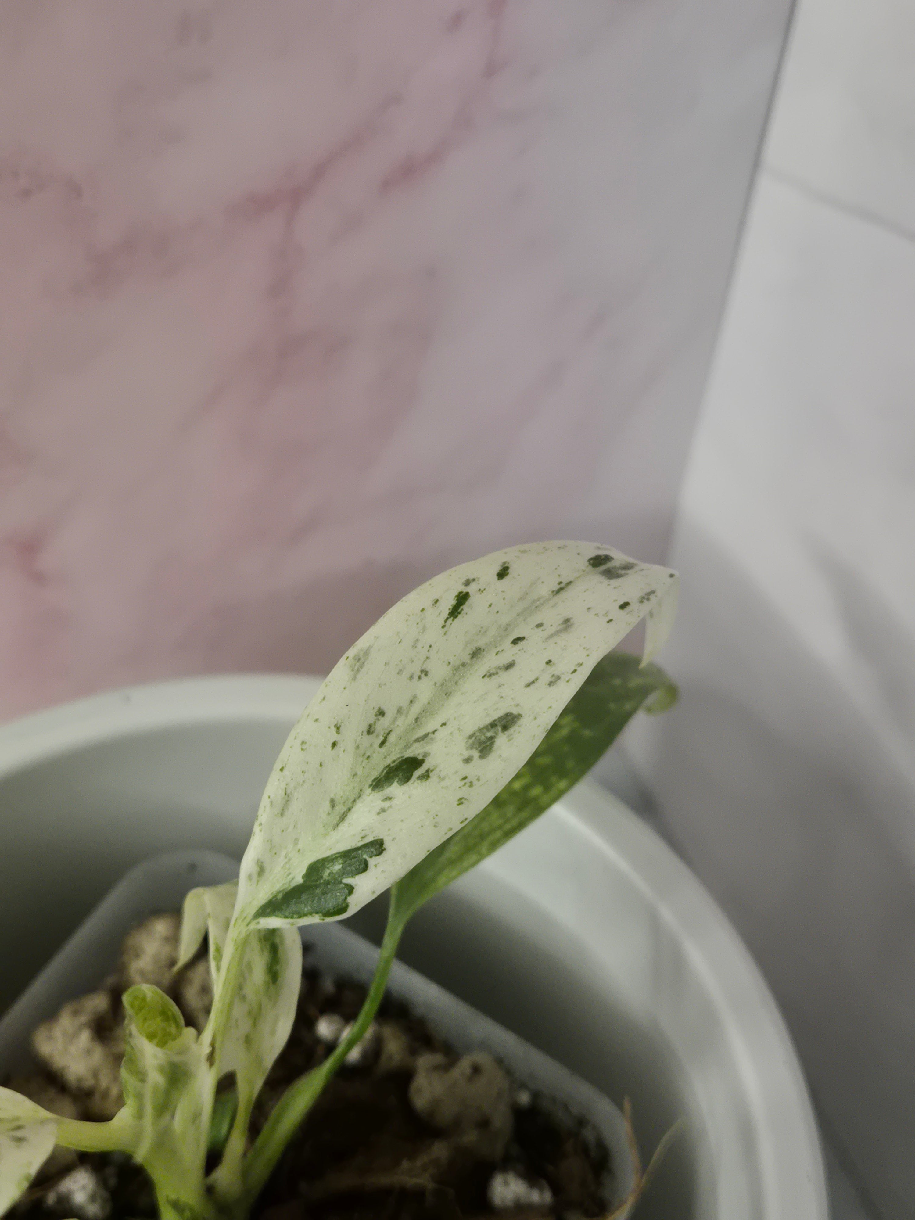 Rhaphidophora Puberula Variegata #15