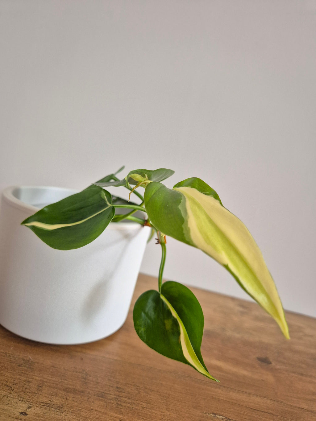 Philodendron Brasil Silver Stripe #4