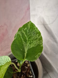 Monstera Deliciosa Bulbasaur #4