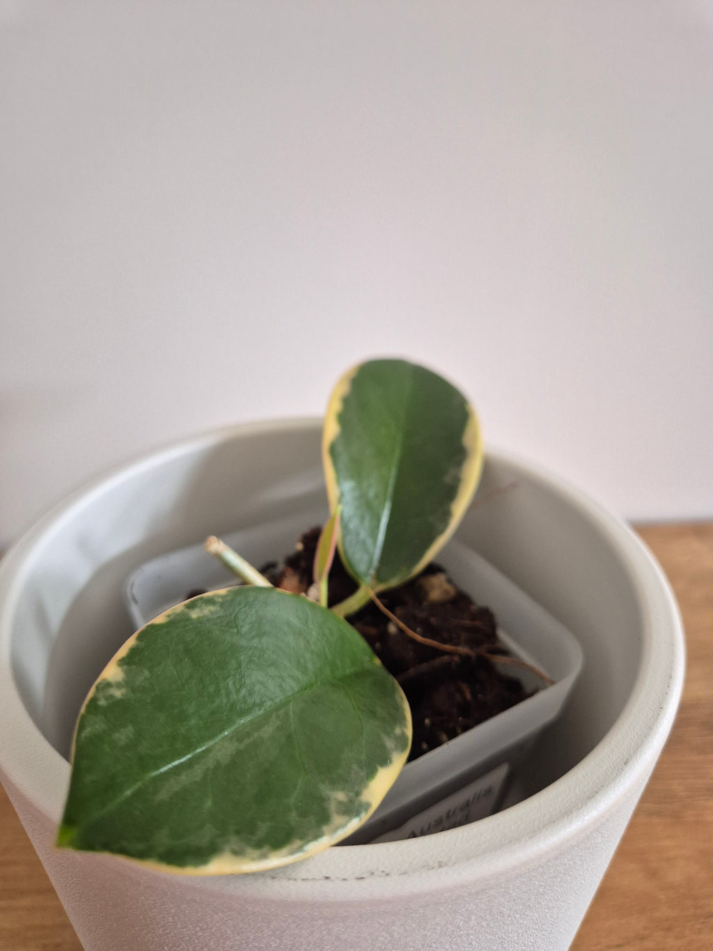 Hoya Australis Variegated #6