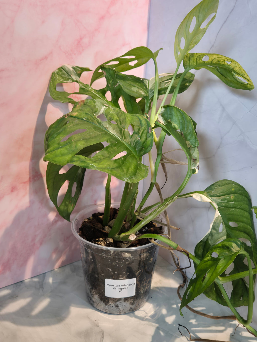 Monstera Adansonii Variegated #3
