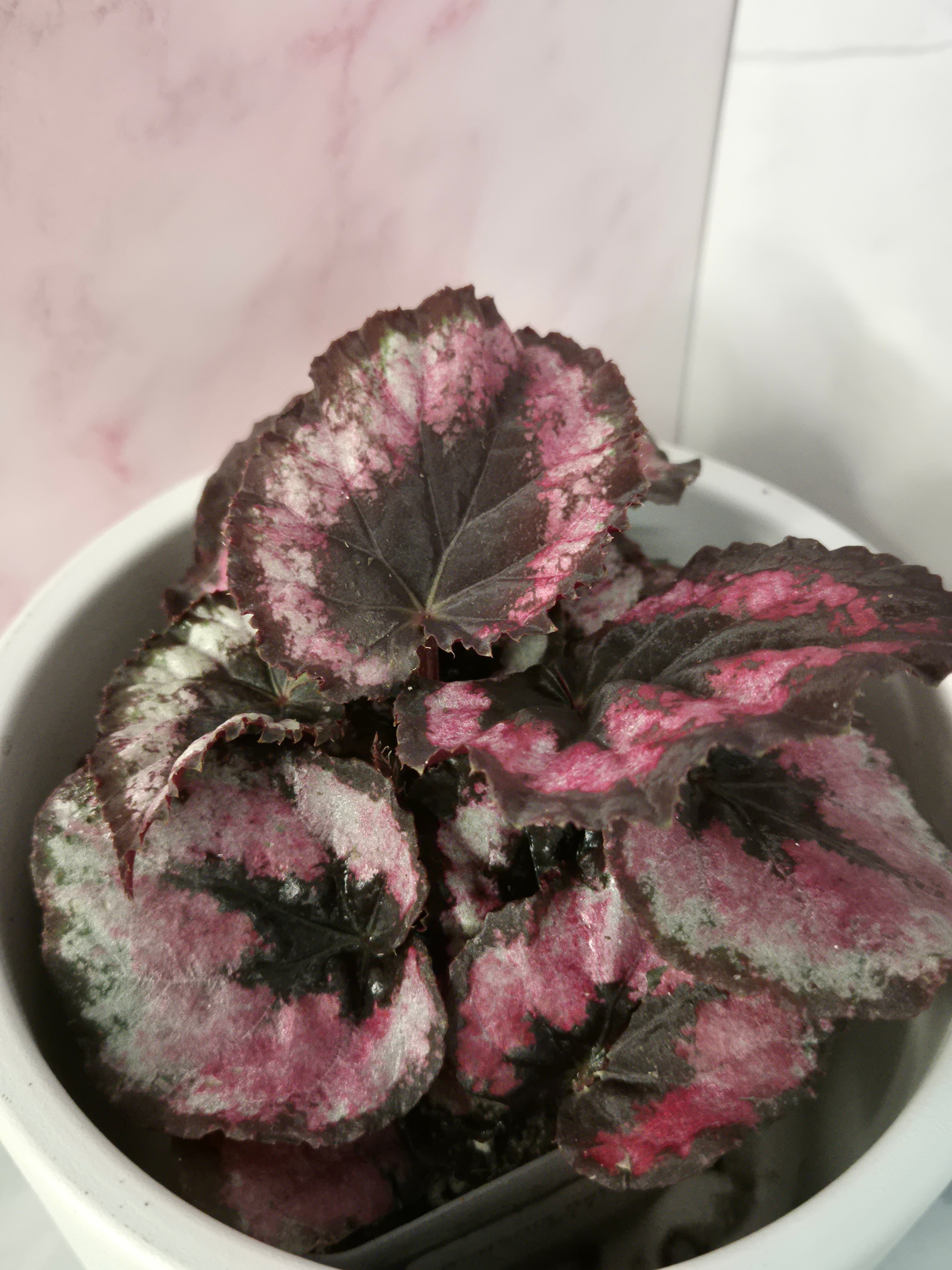 Begonia Red Heart #11