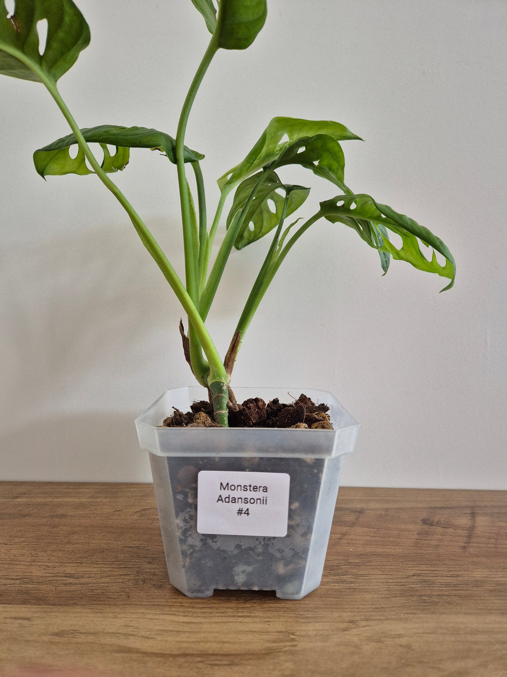 Monstera Adansonii #4