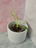 Rhaphidophora Puberula Variegata #15