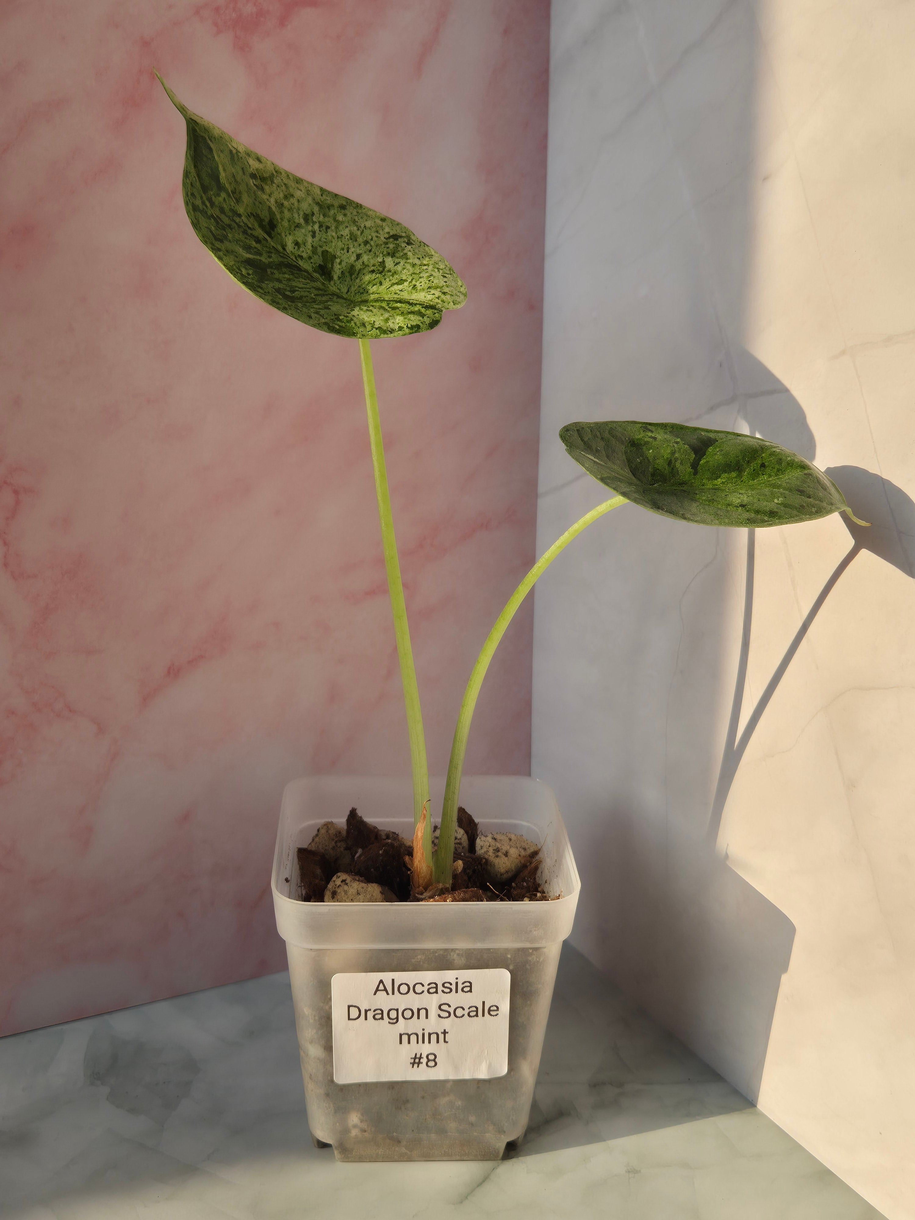 Alocasia Dragon Scale Mint #8