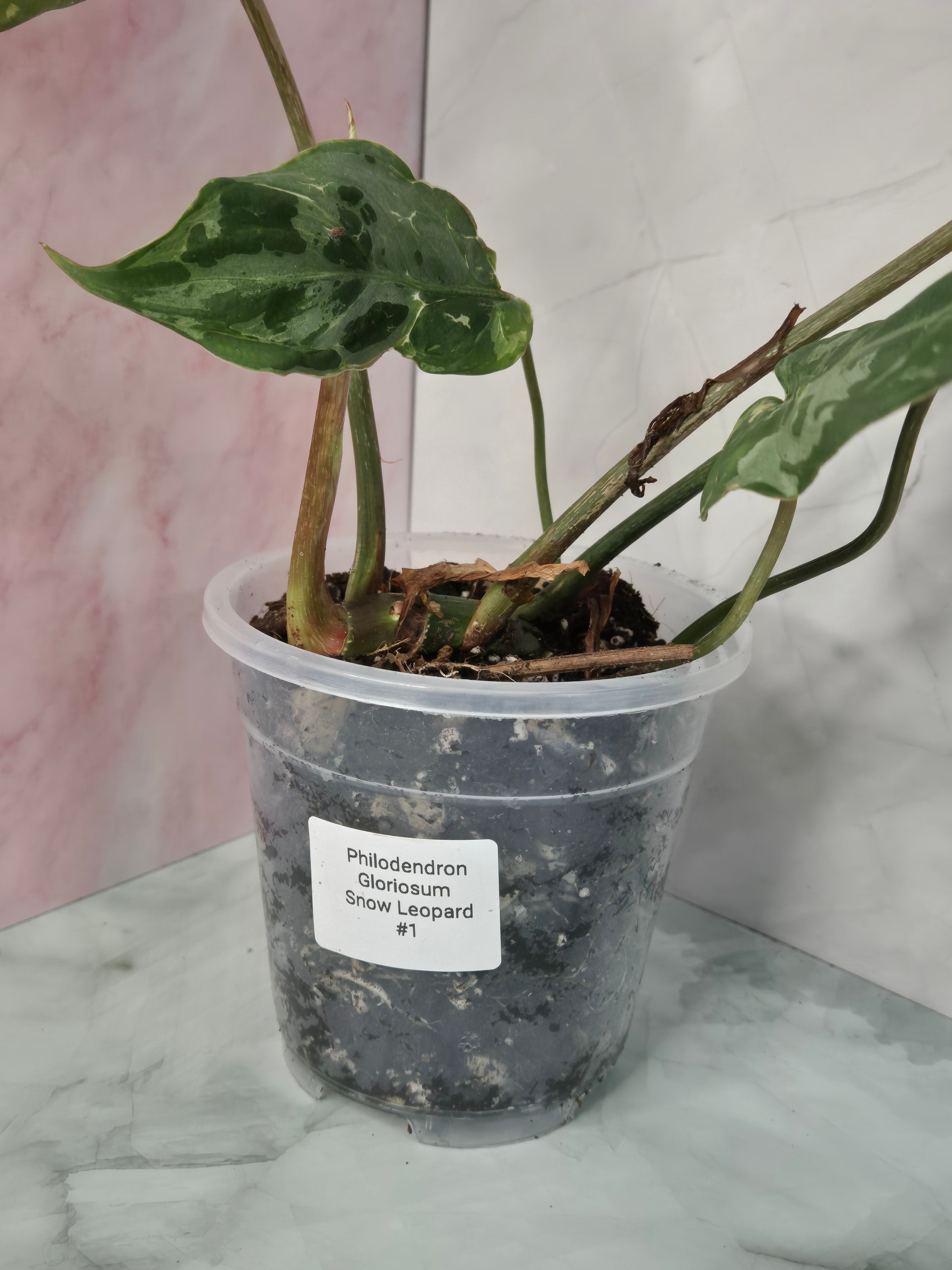 Philodendron Gloriosum Snow Leopard #1