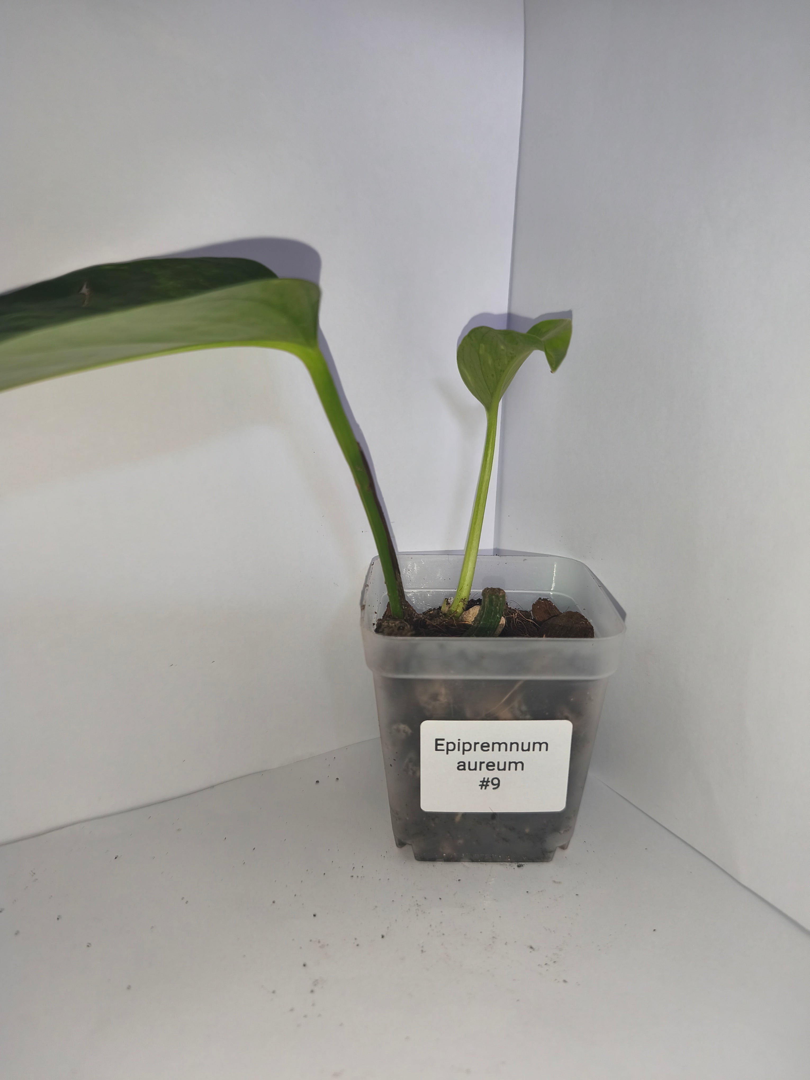 Epipremnum aureum #9