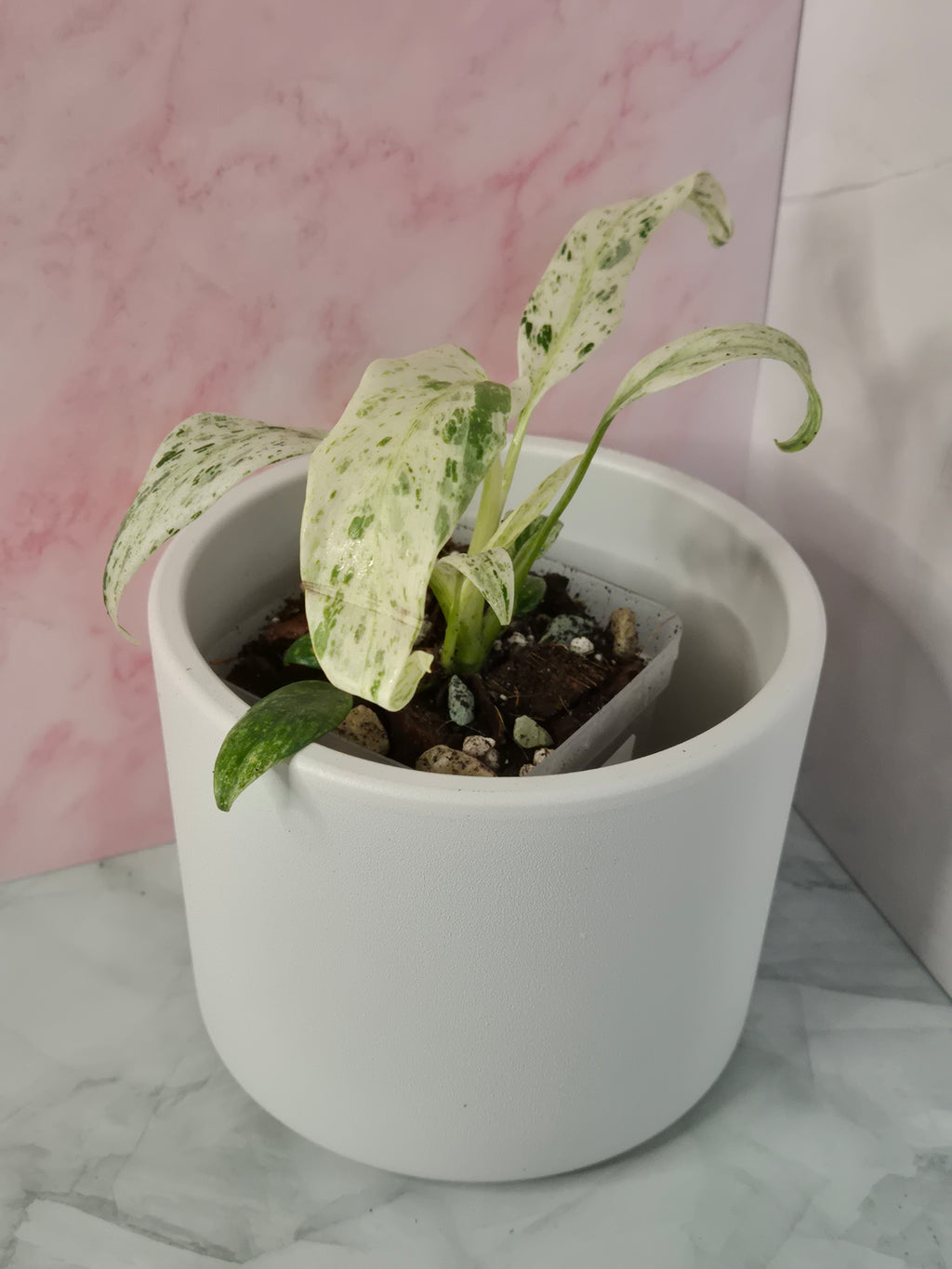 Rhaphidophora Puberula Variegata #8