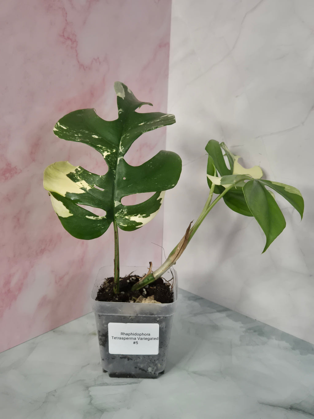 Monstera Minima Variegated #5 (Rhaphidophora Tetrasperma Variegated)