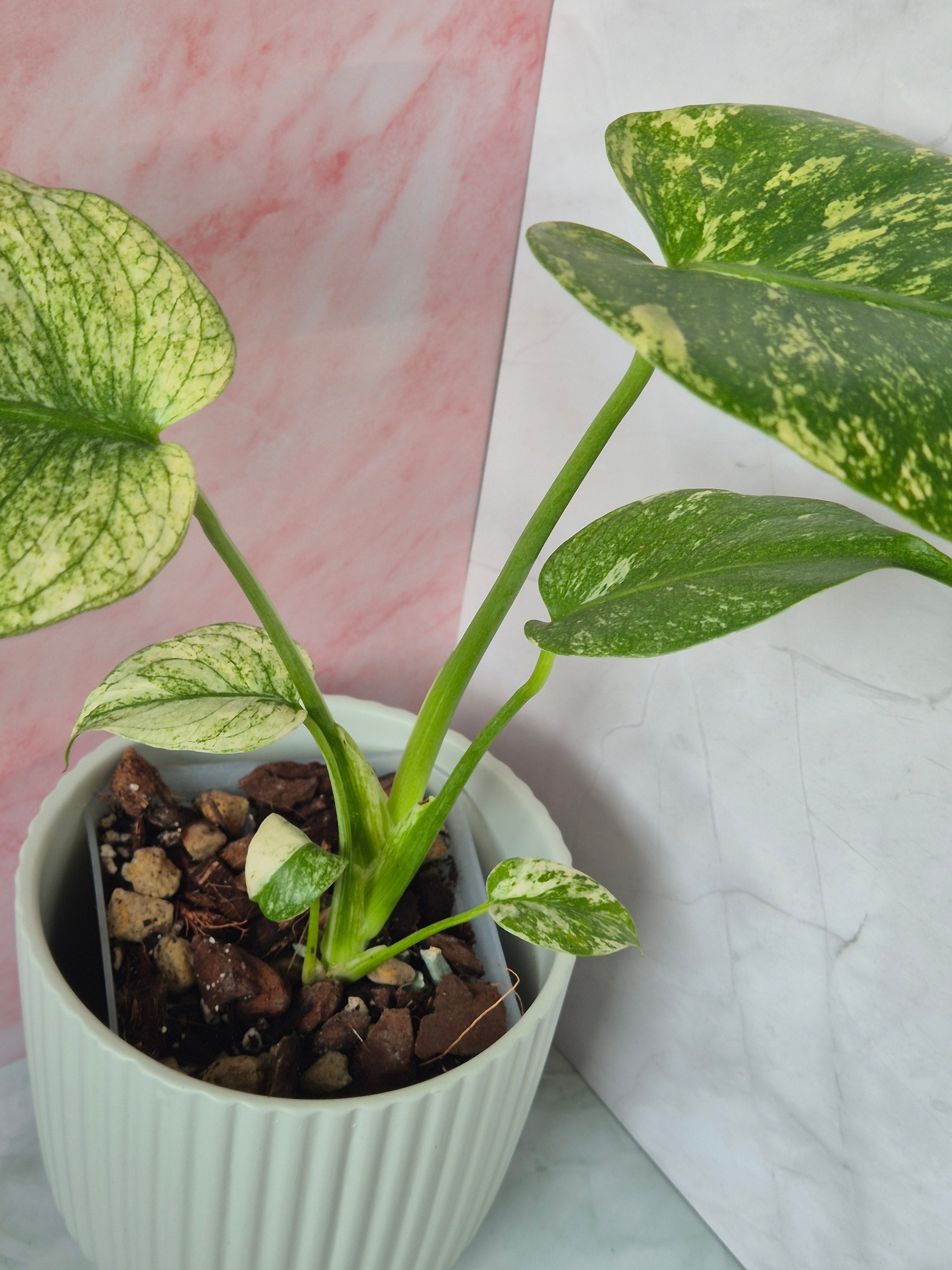 Monstera Mint #3