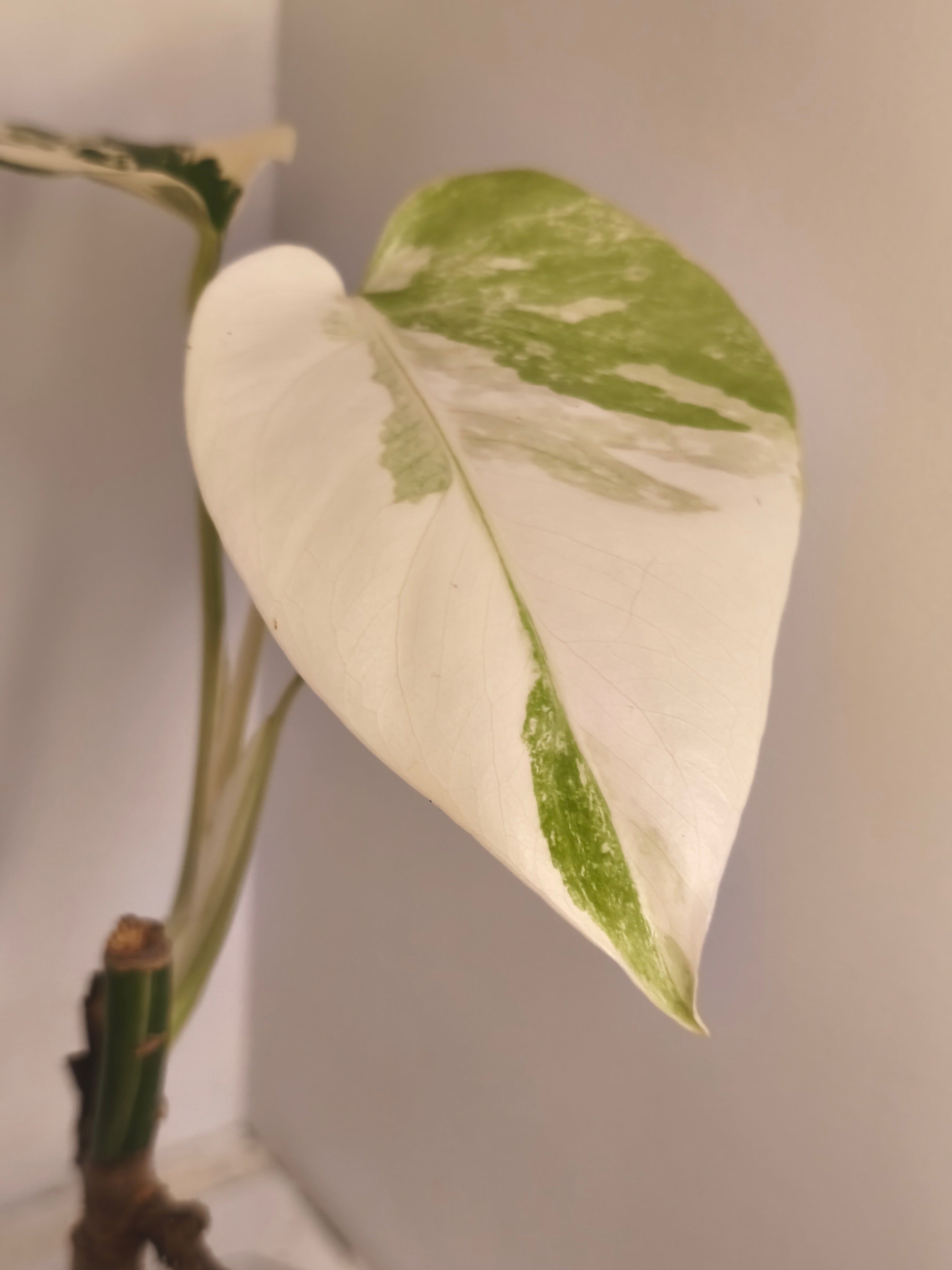 Monstera Albo Variegated #2