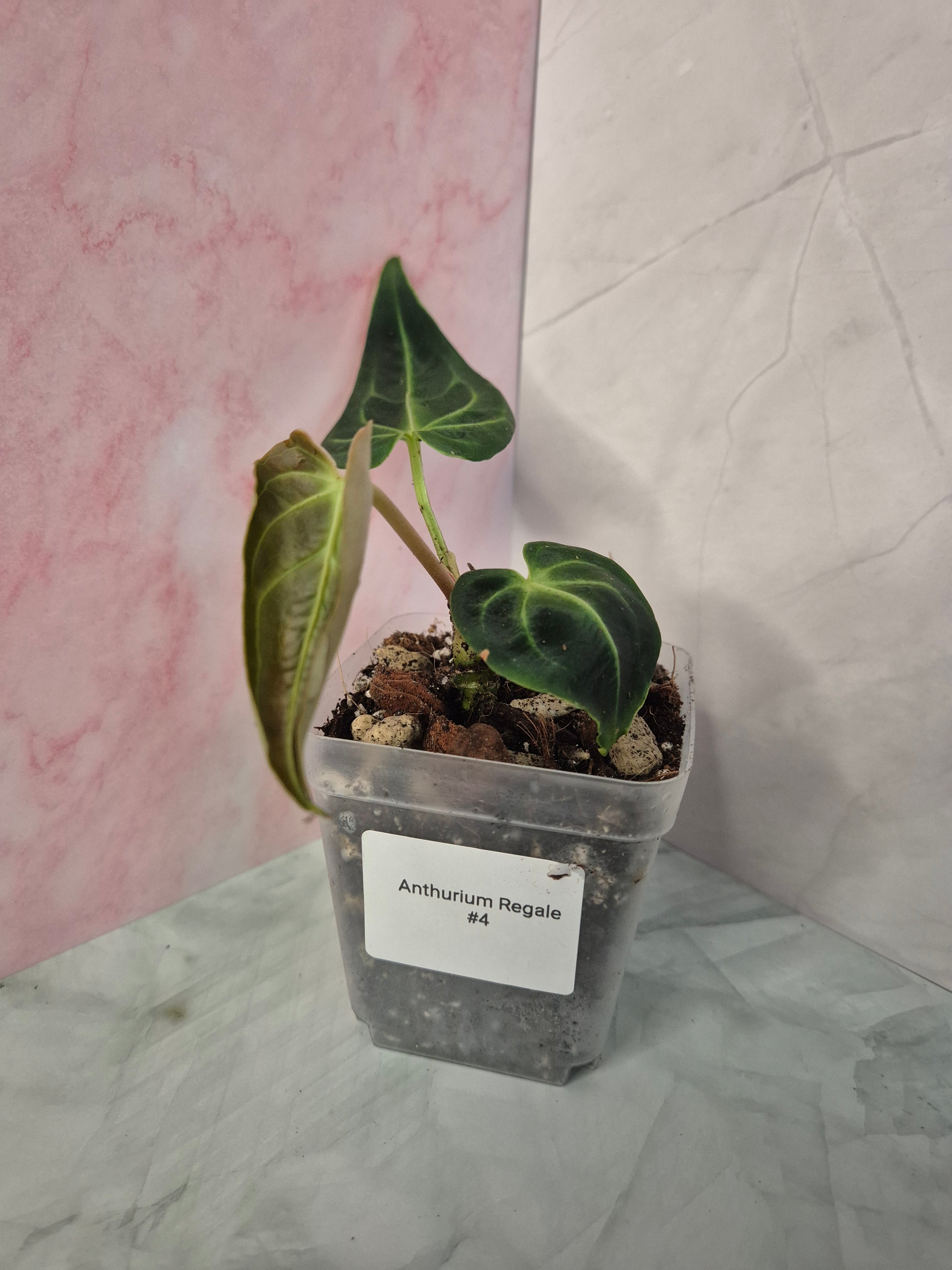 Anthurium Regale #4