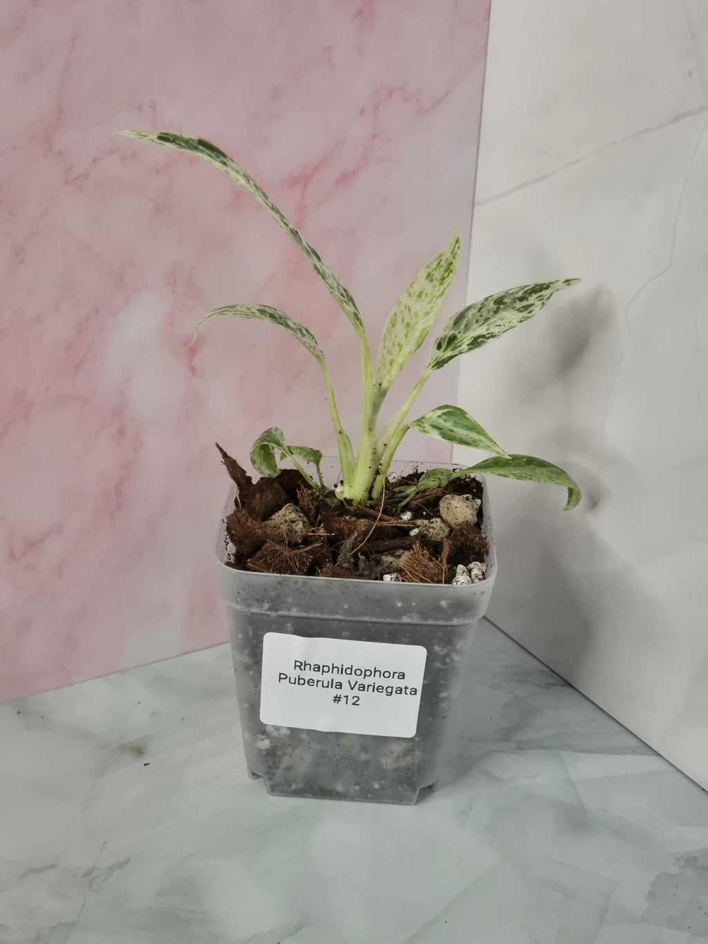 Rhaphidophora Puberula Variegata #12