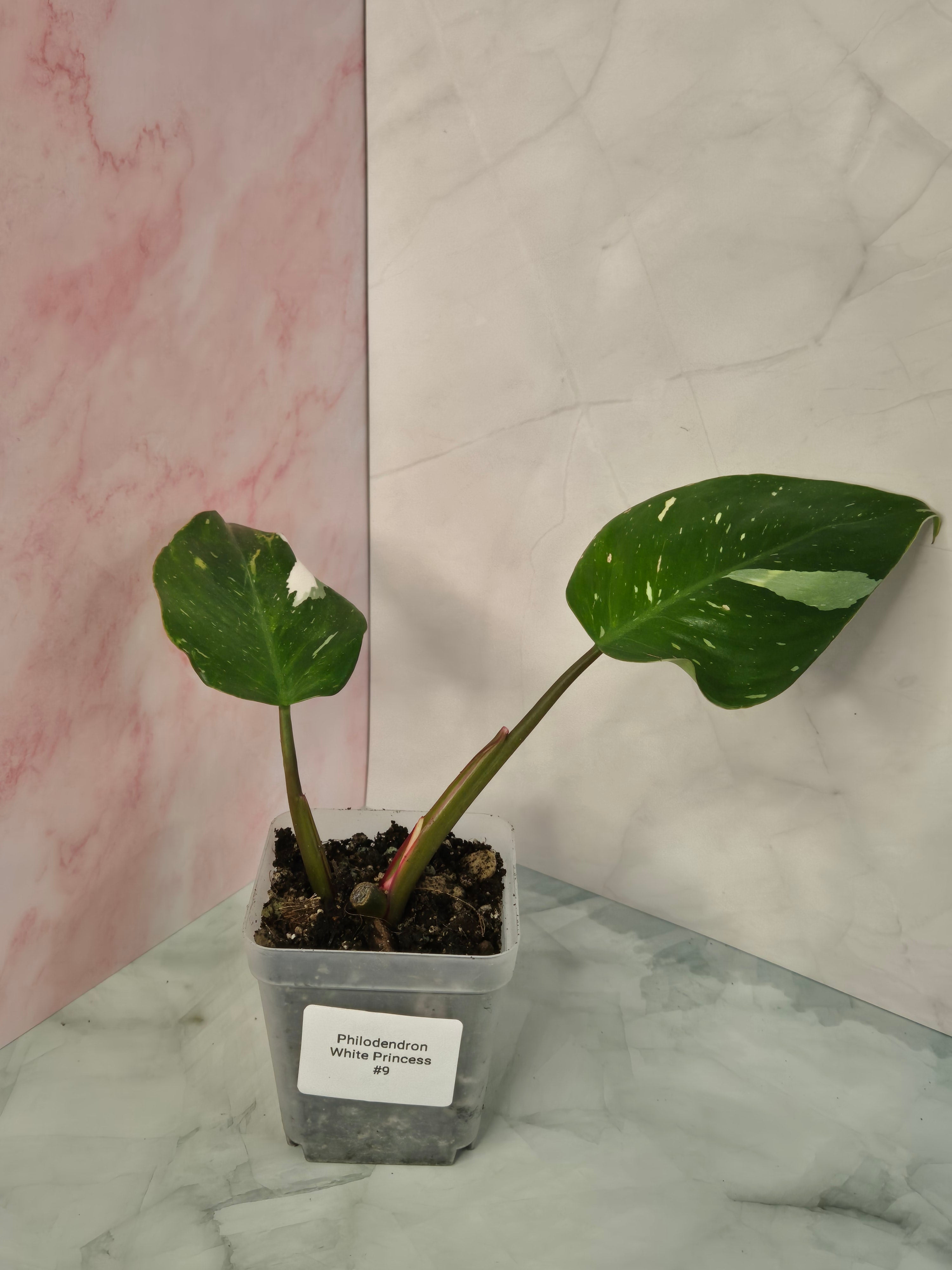 Philodendron White Princess #9
