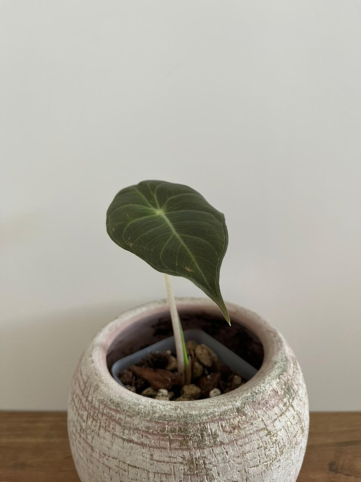 Alocasia Pink Dragon #9