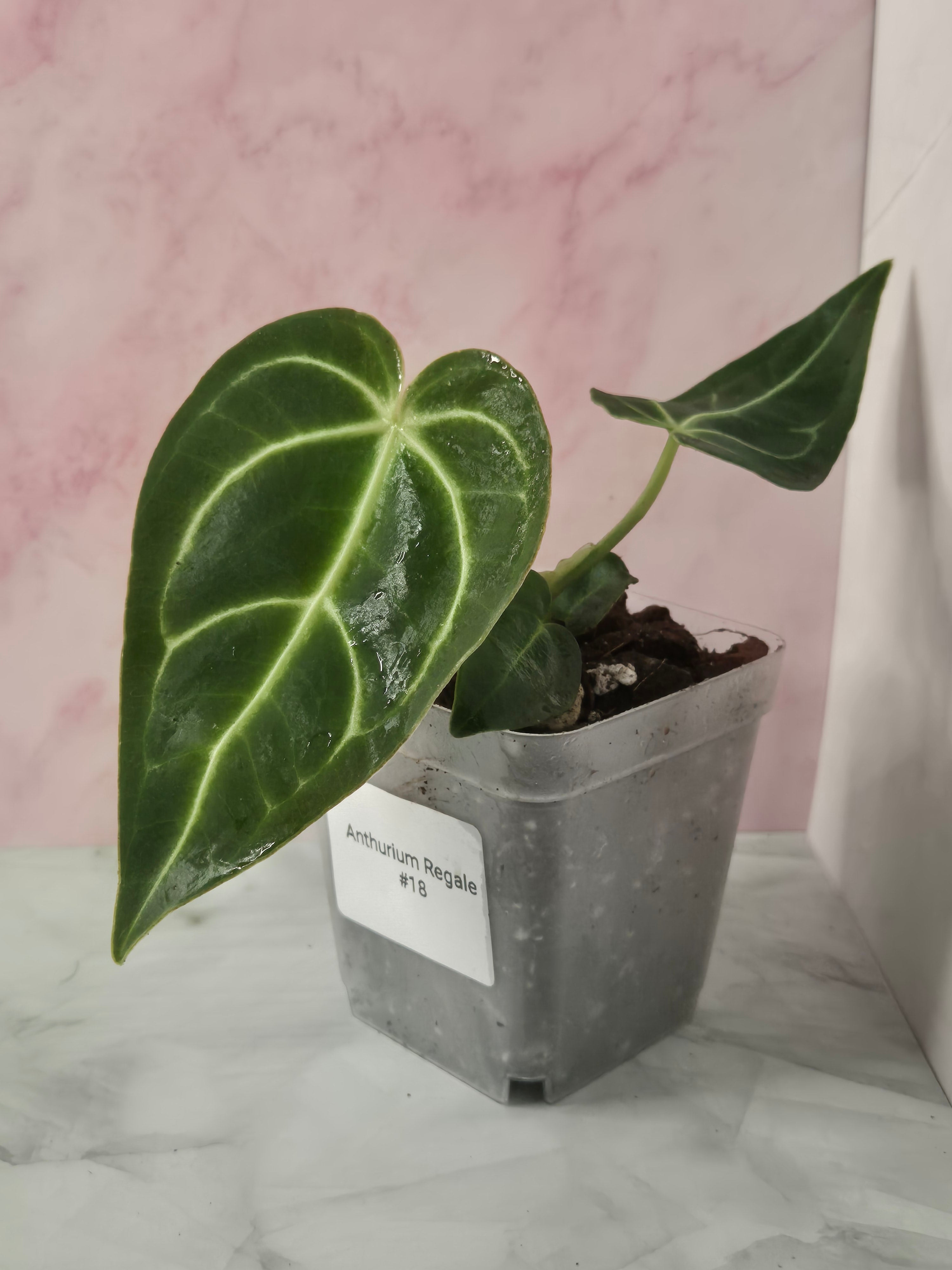 Anthurium Regale #18