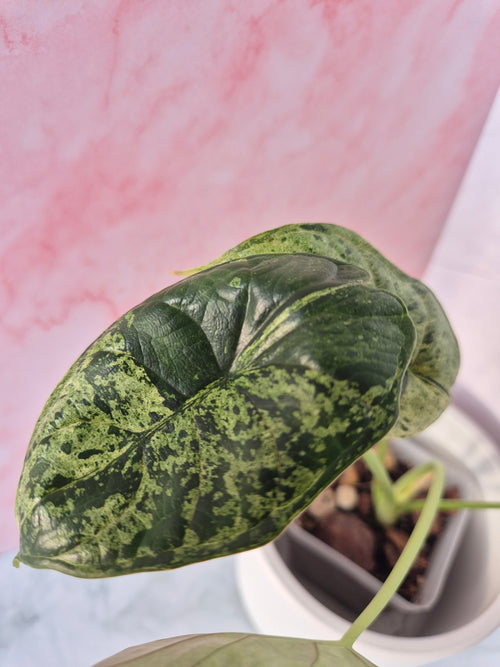 Alocasia Dragon Scale mint #1