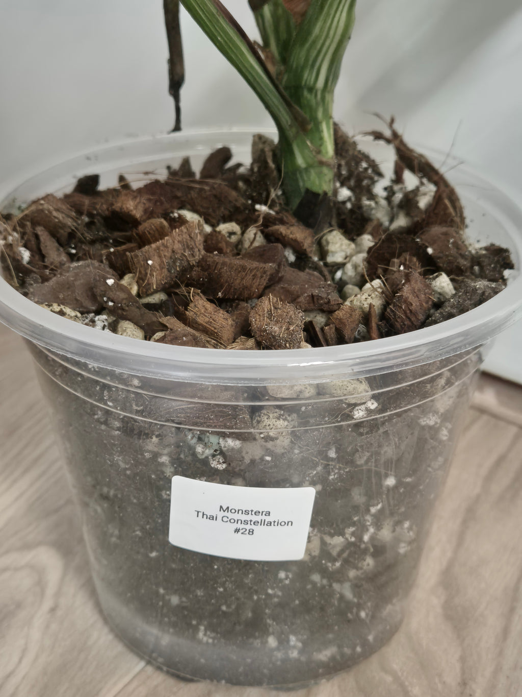 Monstera Thai Constellation #28