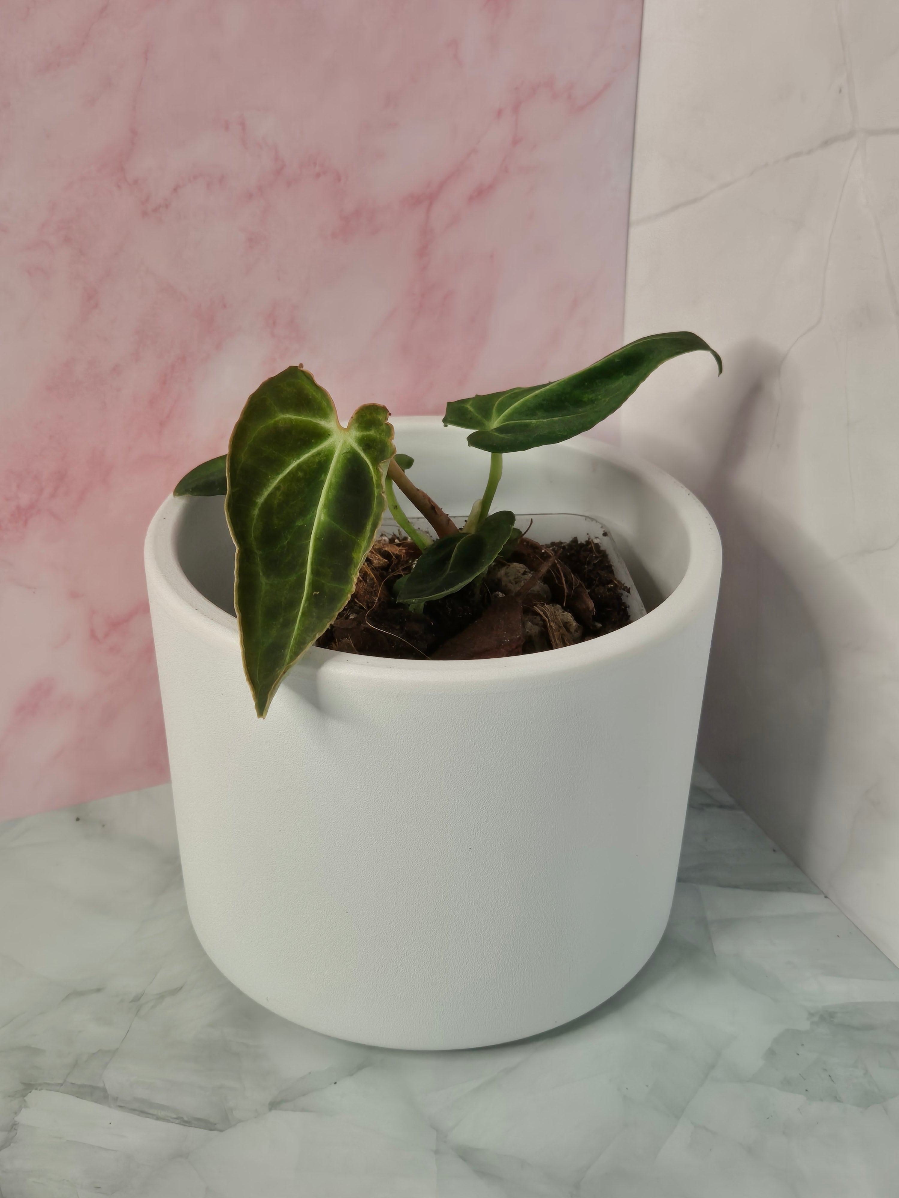 Anthurium Regale #20