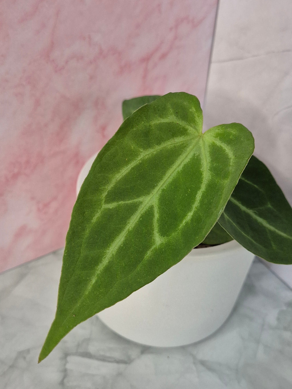 Anthurium Magnificum #2