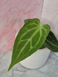 Anthurium Magnificum #2