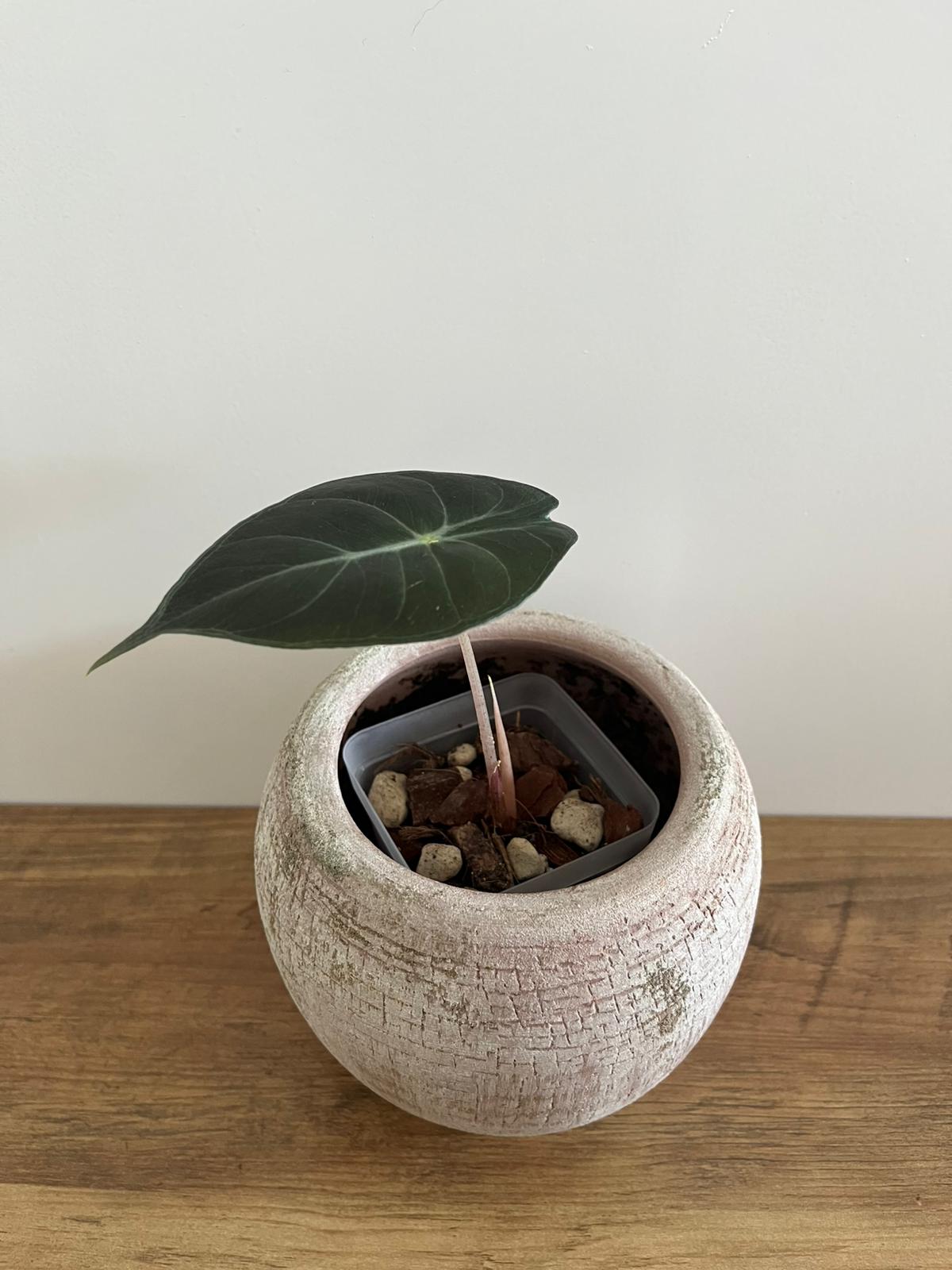 Alocasia Pink Dragon #7