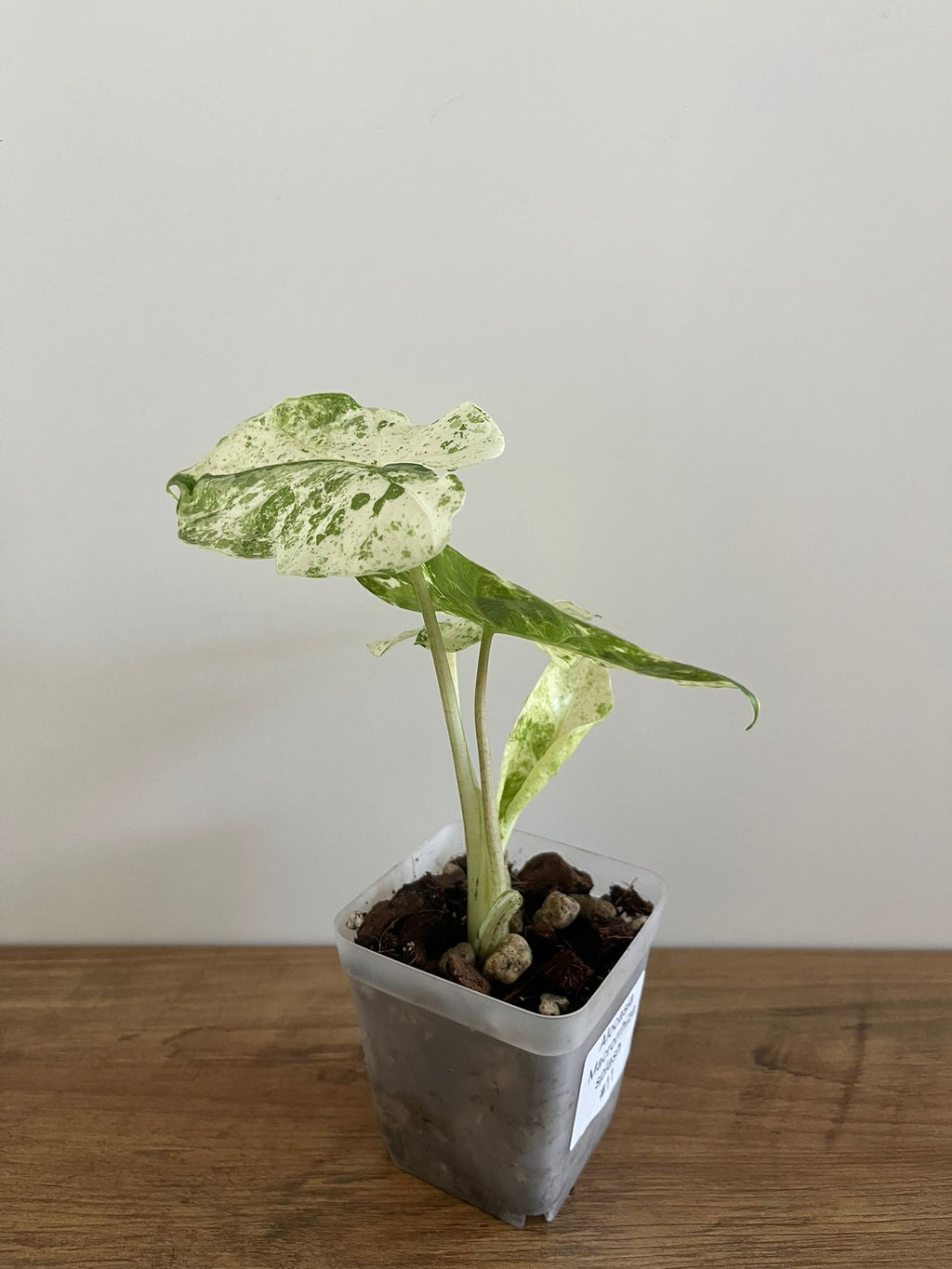 Alocasia Macrorrhiza splash #11