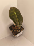 Alocasia Pink Dragon #9