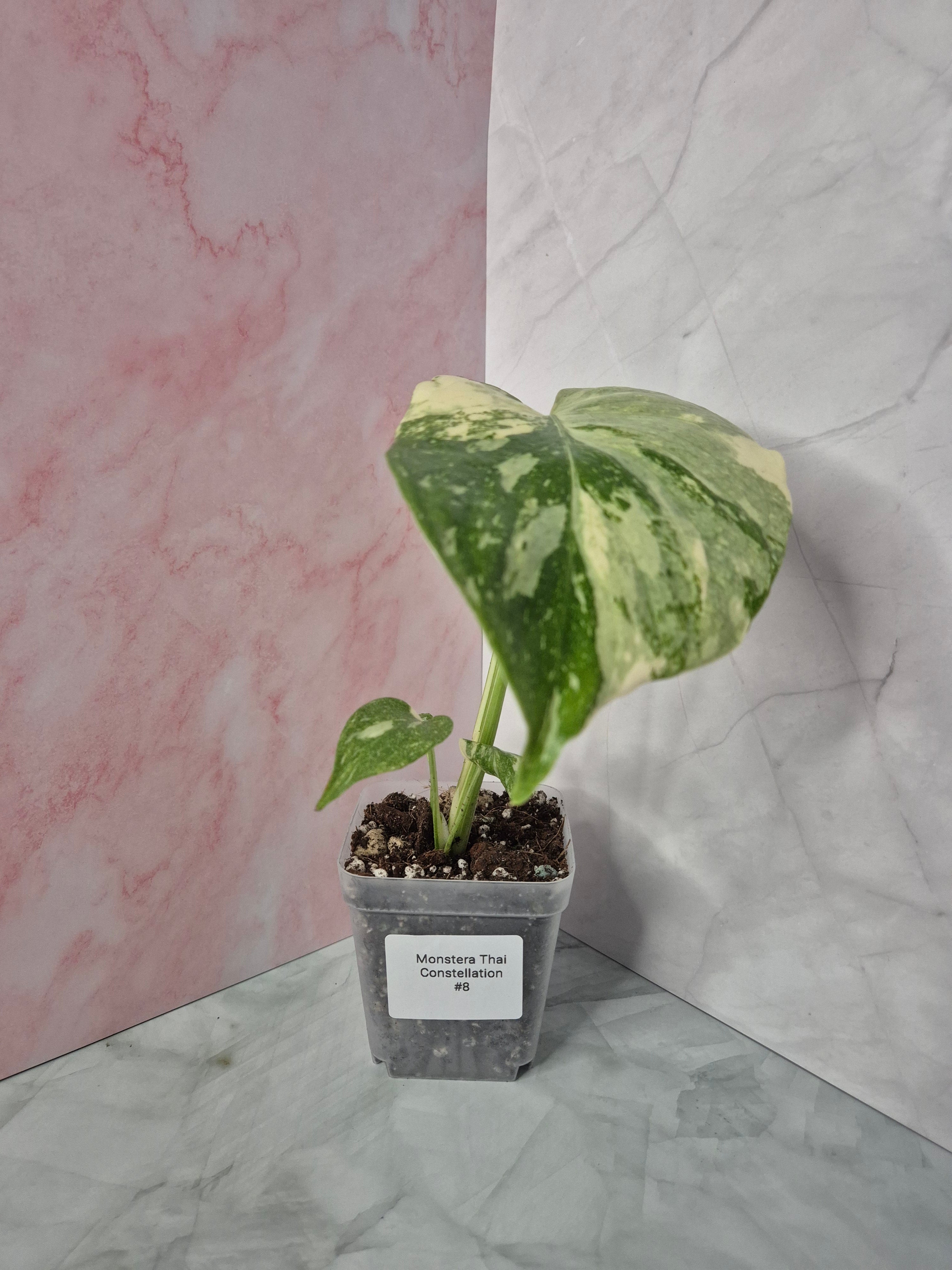 Monstera Thai Constellation #8