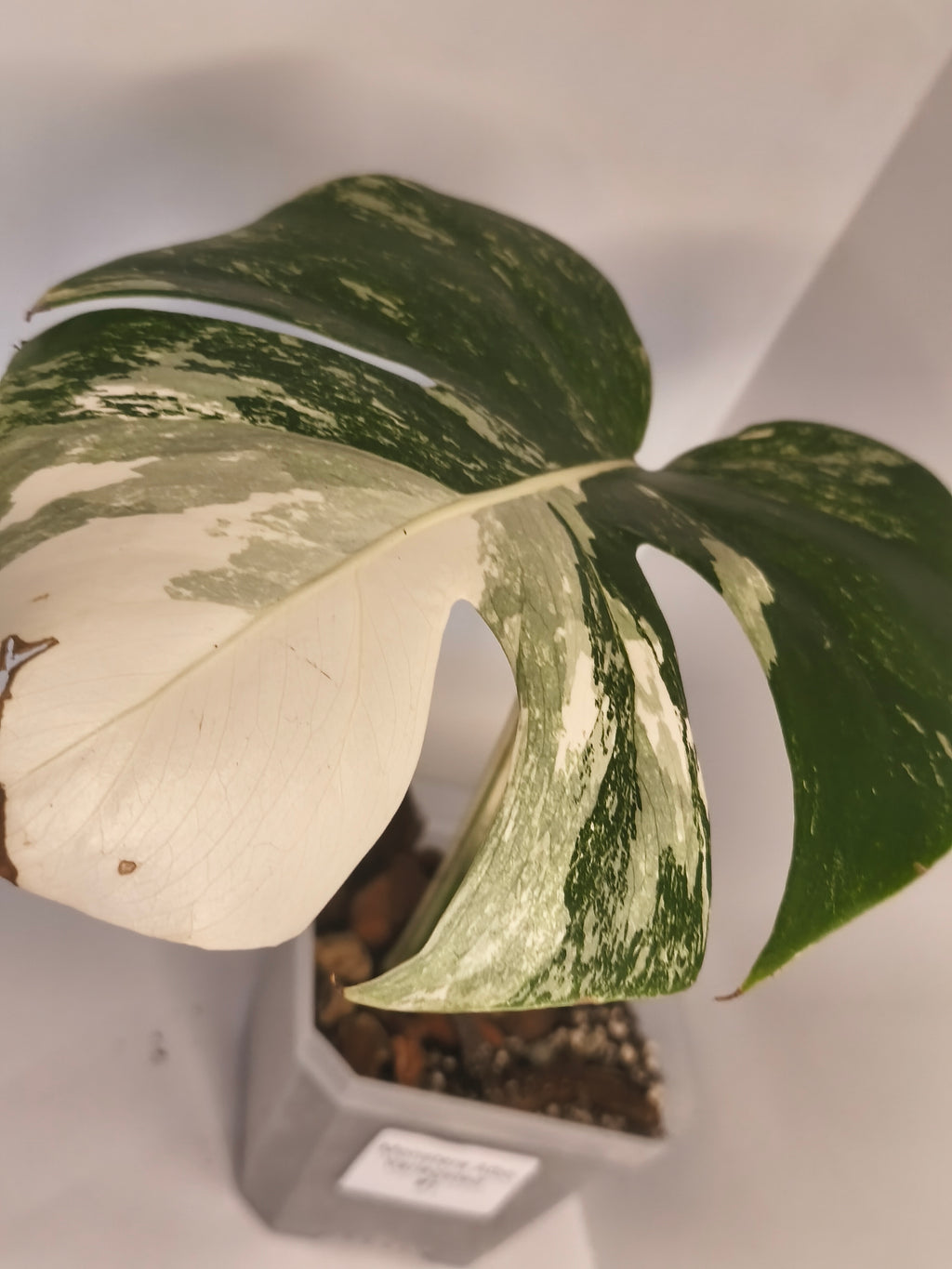 Monstera Albo variegated #1