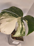Monstera Albo variegated #1