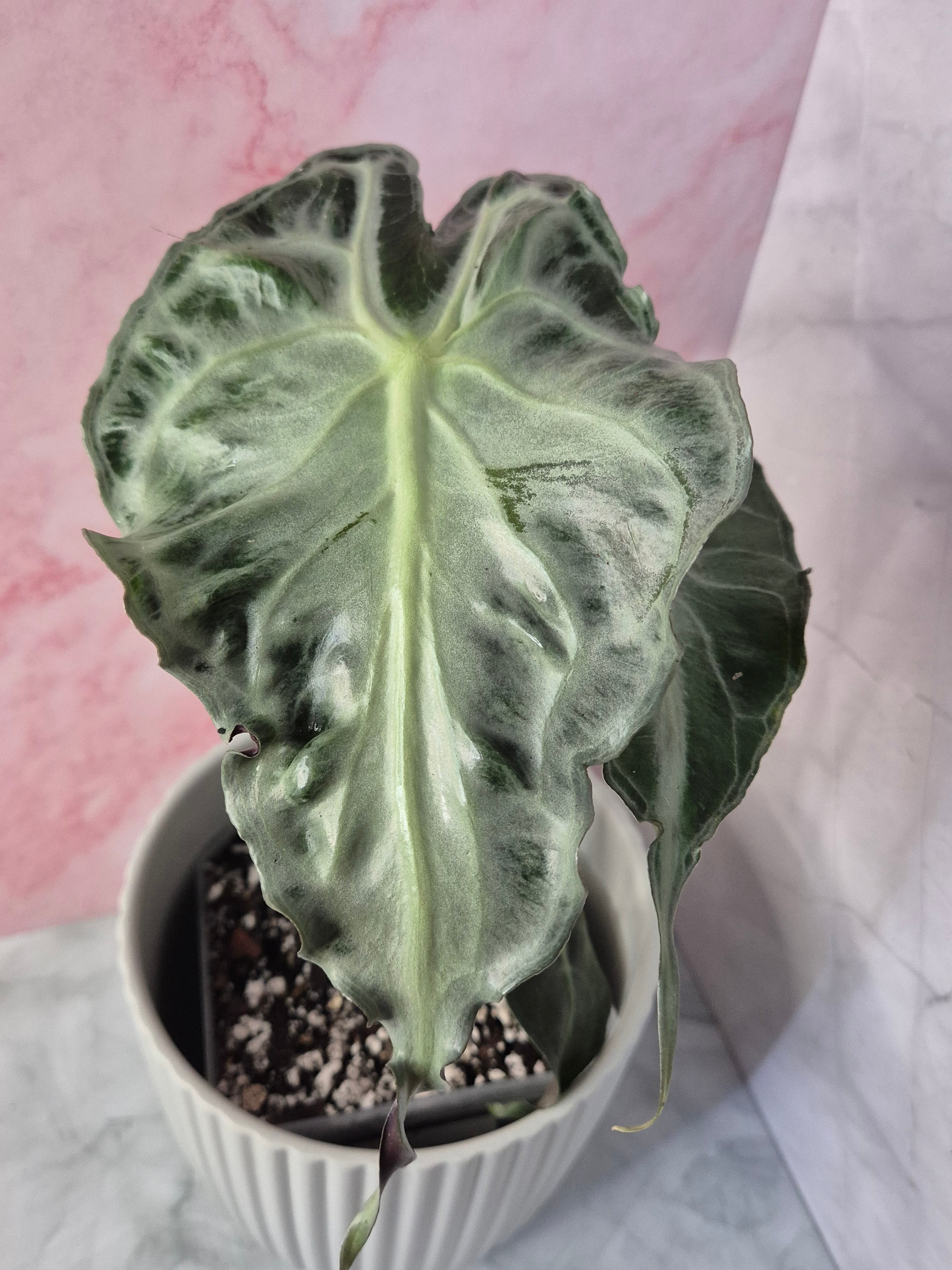 Alocasia Venom #3