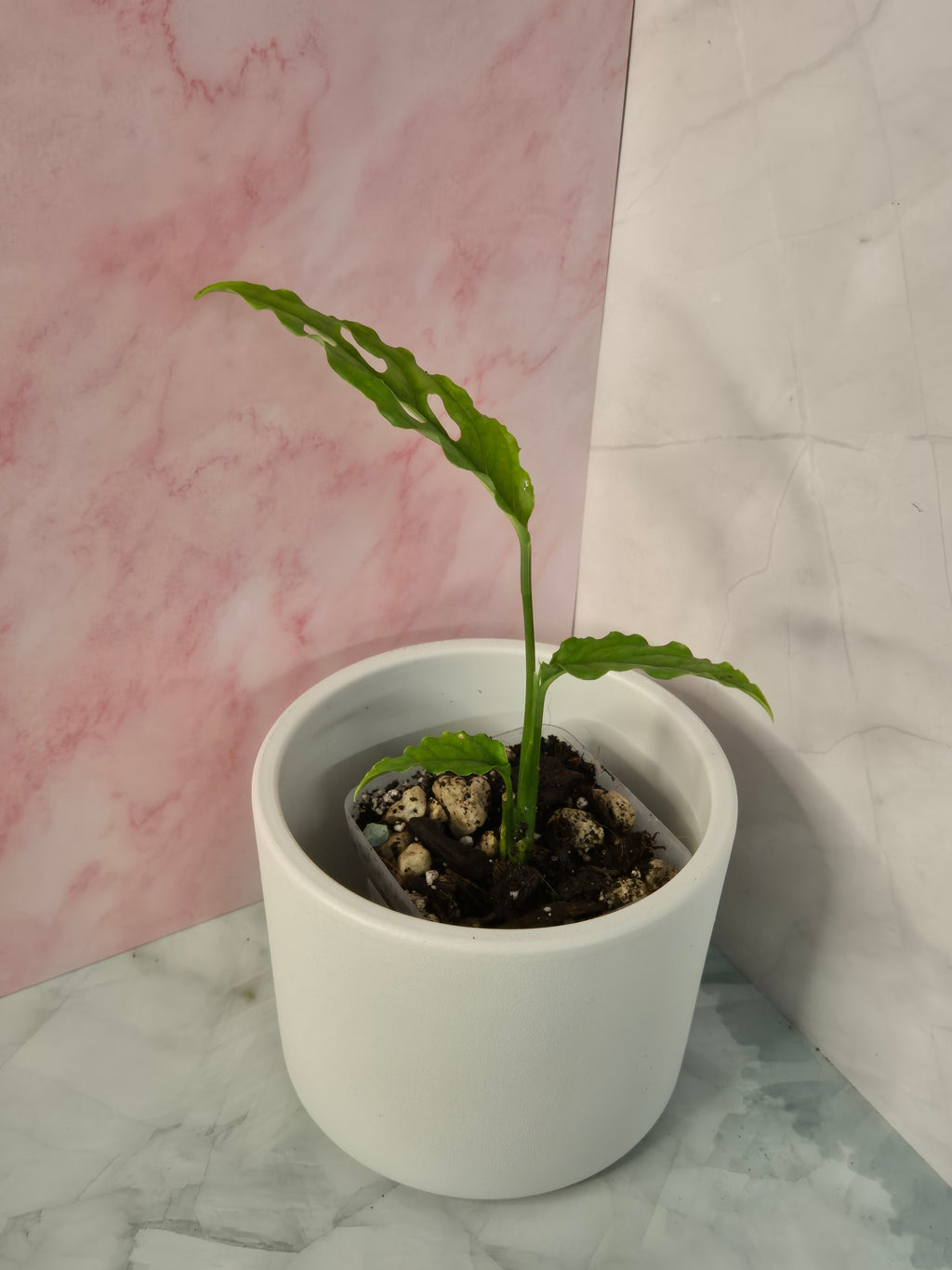 Monstera Obliqua Peru #4