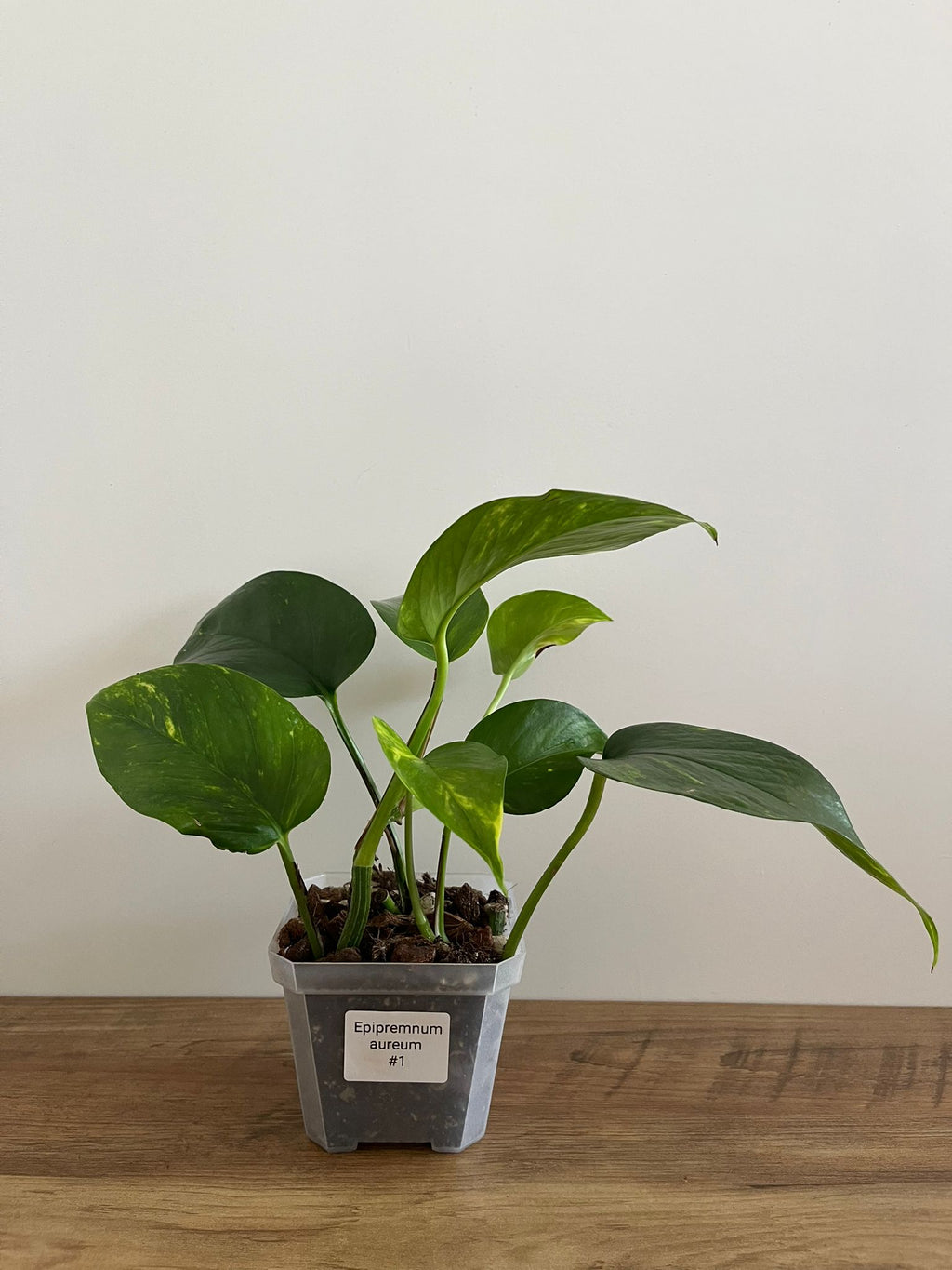 Epipremnum aureum #1