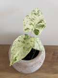 Alocasia Macrorrhiza splash #9