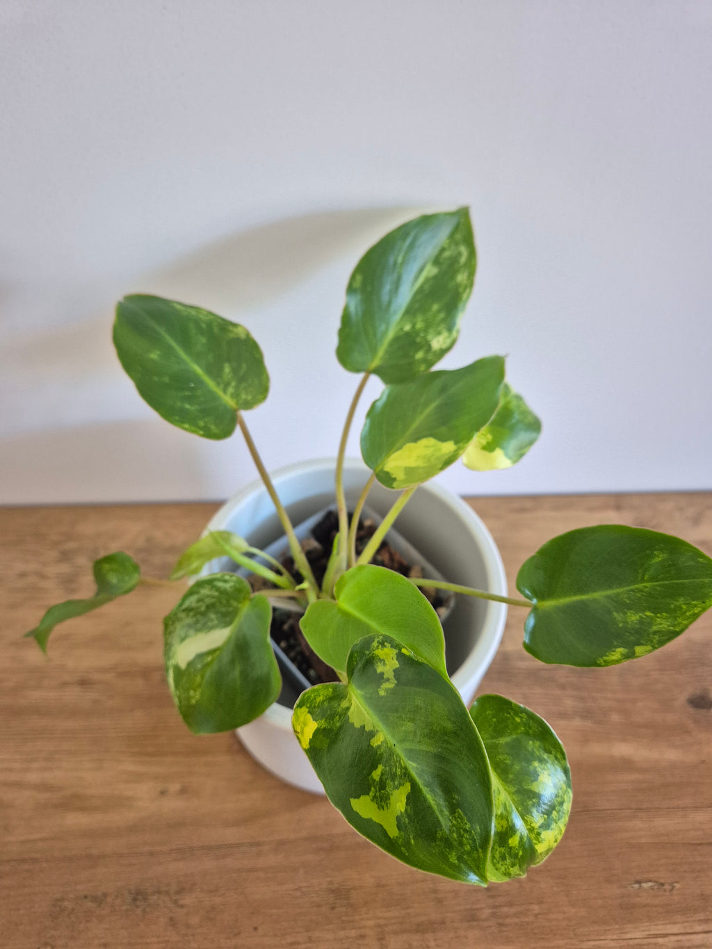 Philodendron Burle-Marxii Variegated #1