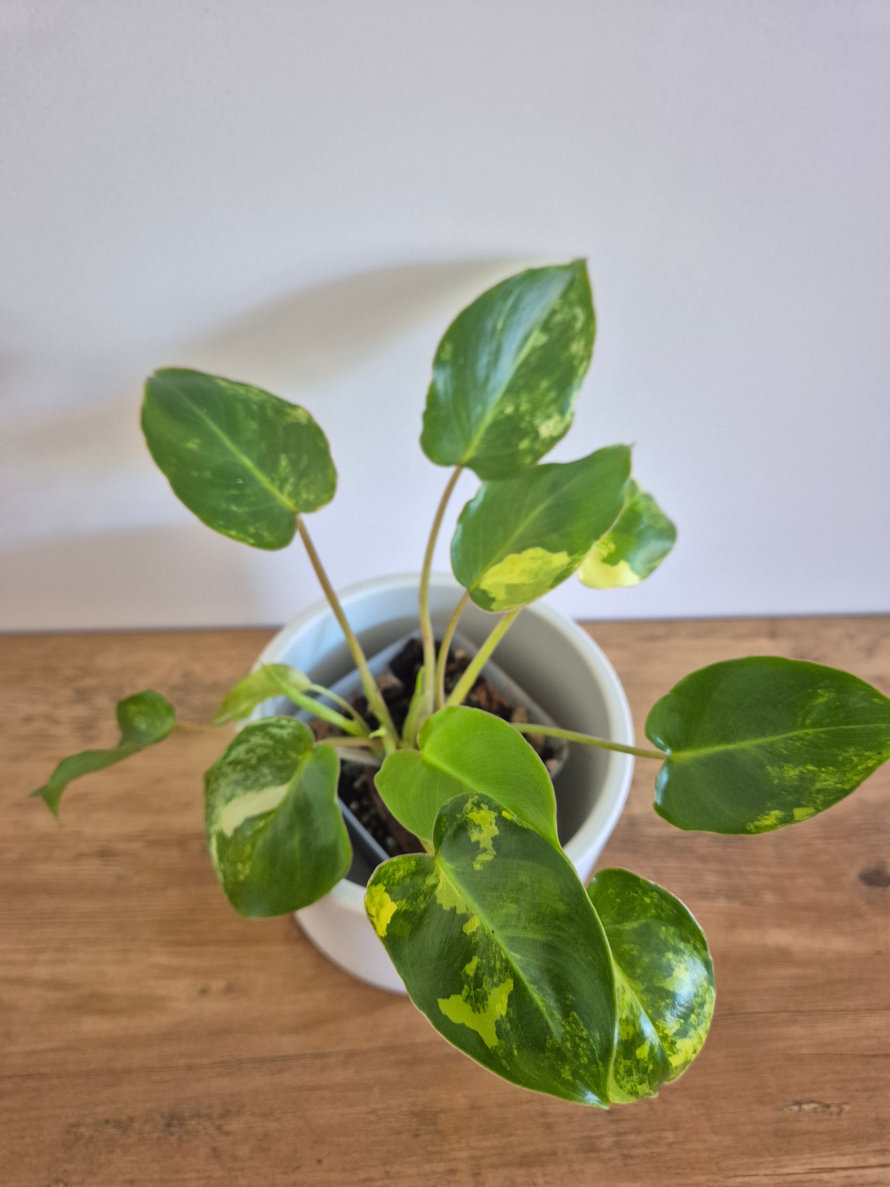 Philodendron Burle-Marxii Variegated #1