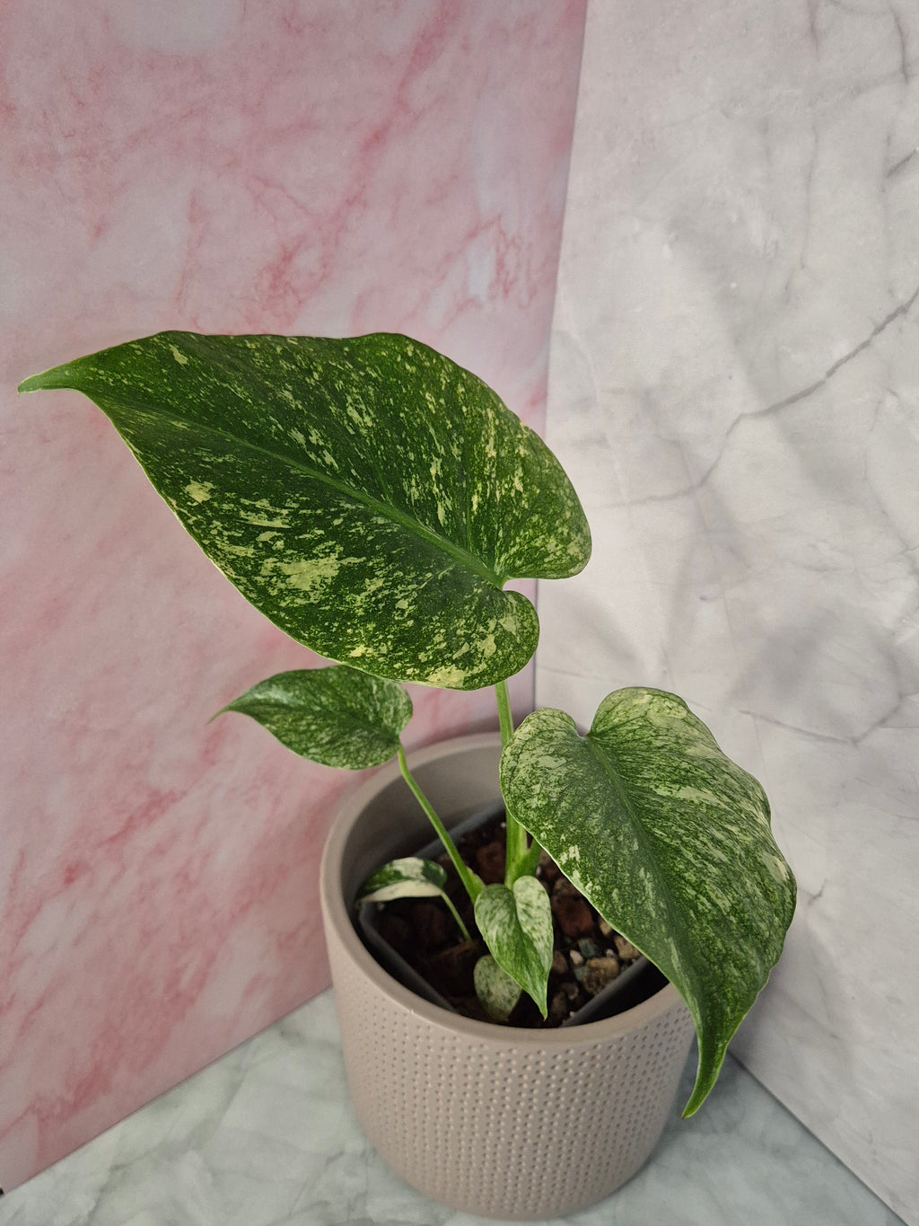 Monstera Mint #5
