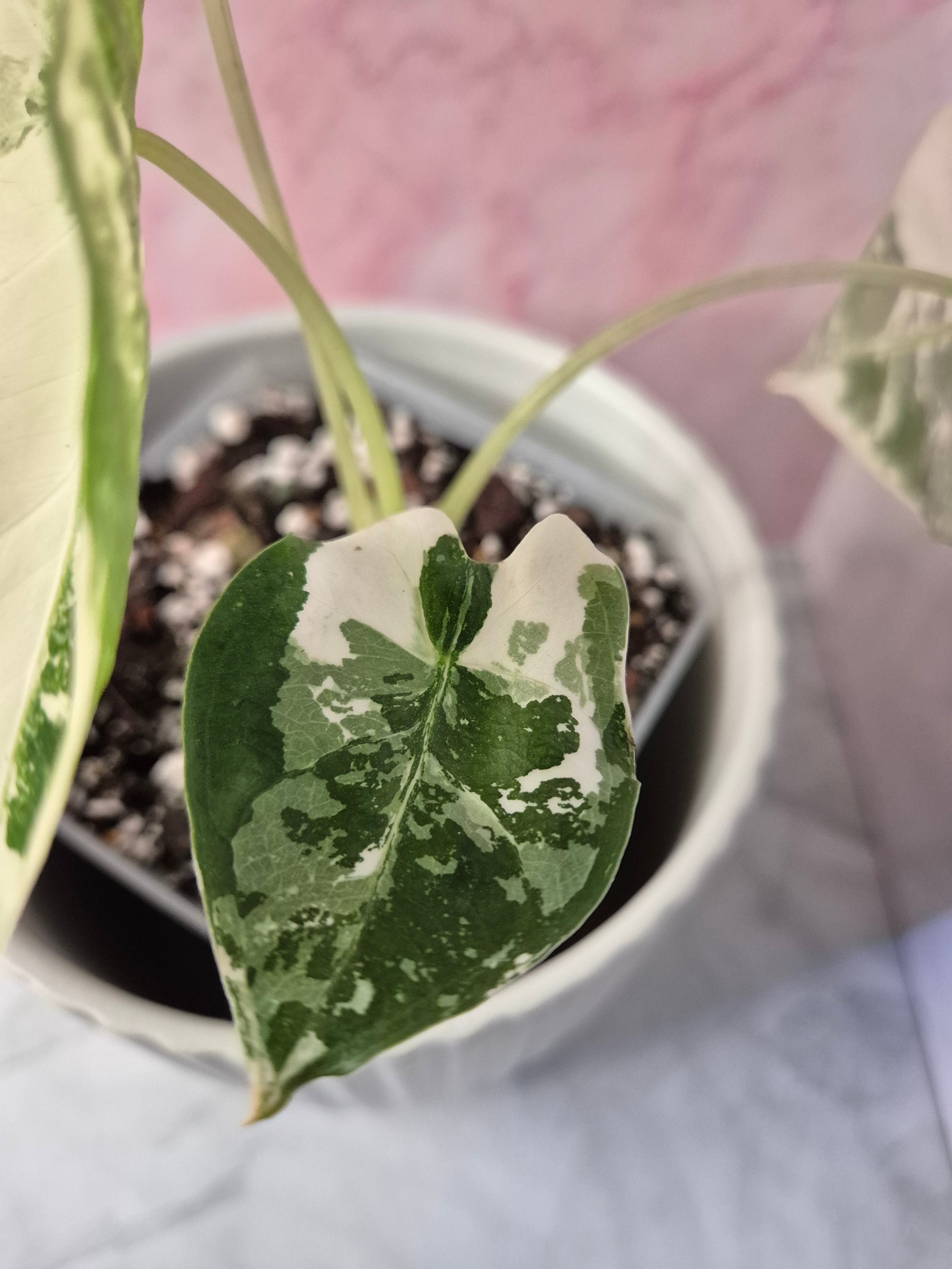 Alocasia Micholitziana Frydek Variegated #7