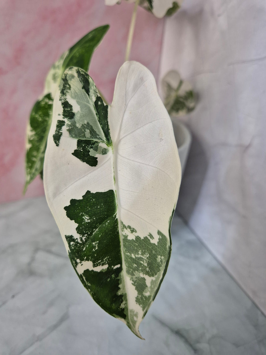 Alocasia Micholitziana Frydek Variegated #3