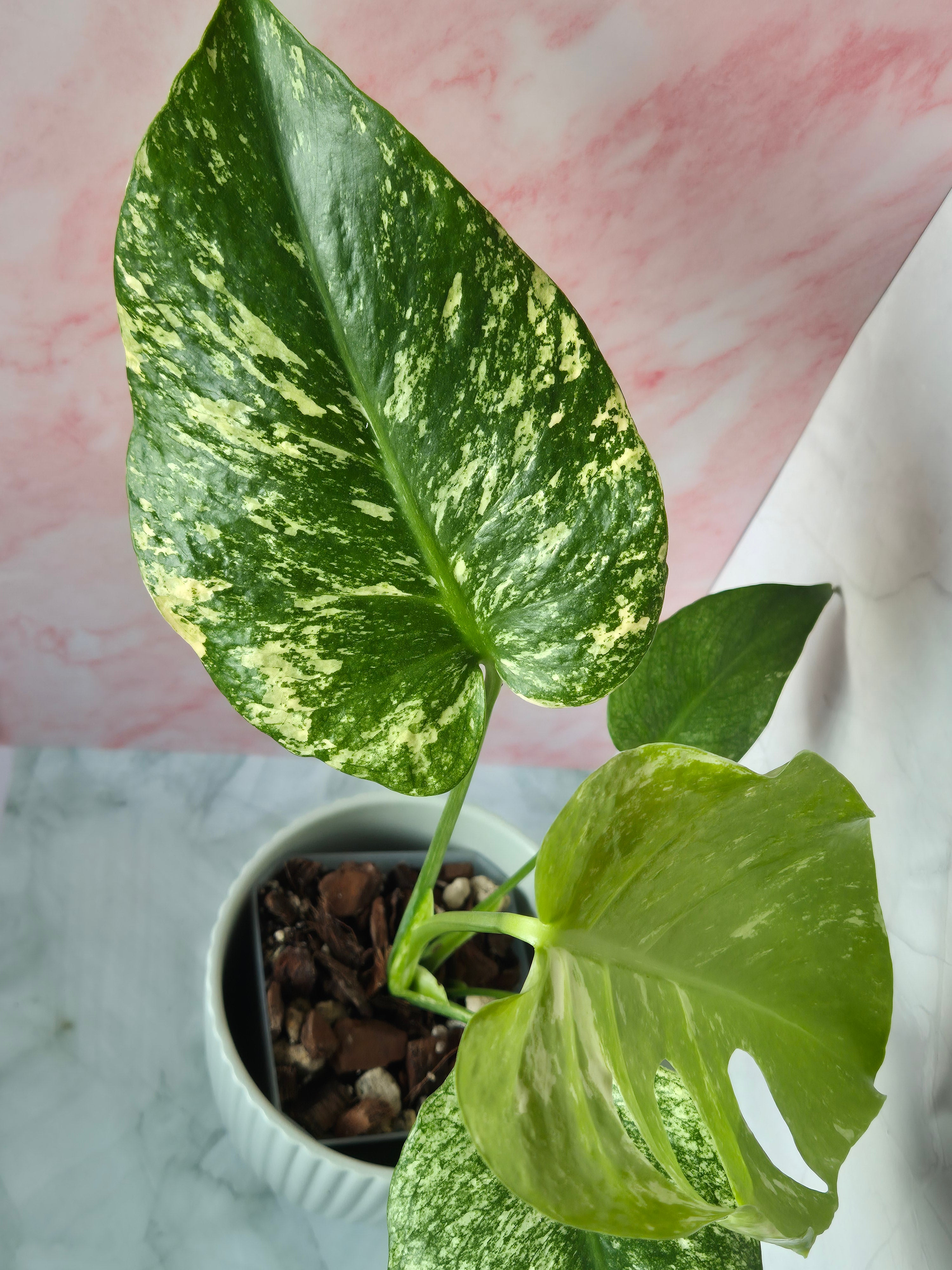 Monstera Mint #2