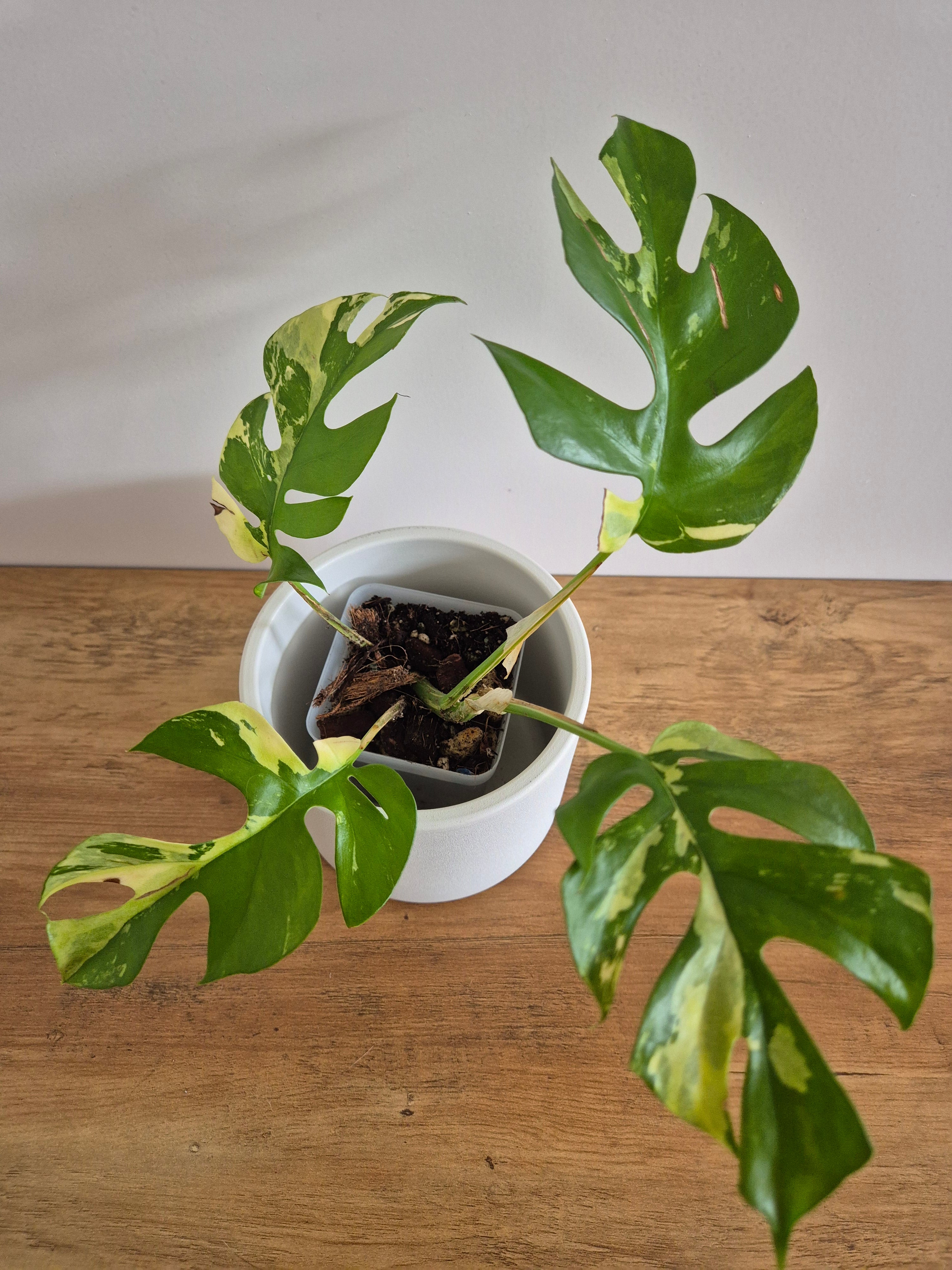 Monstera Minima Variegated #1 (Rhaphidophora Tetrasperma variegated)
