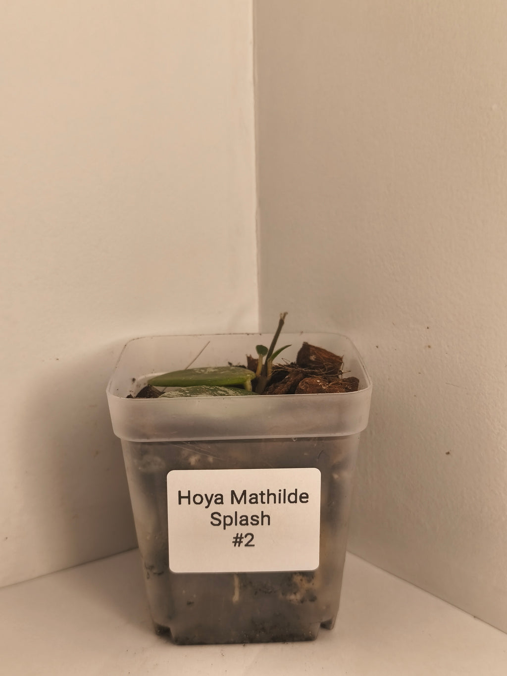 Hoya Mathilde Splash #2