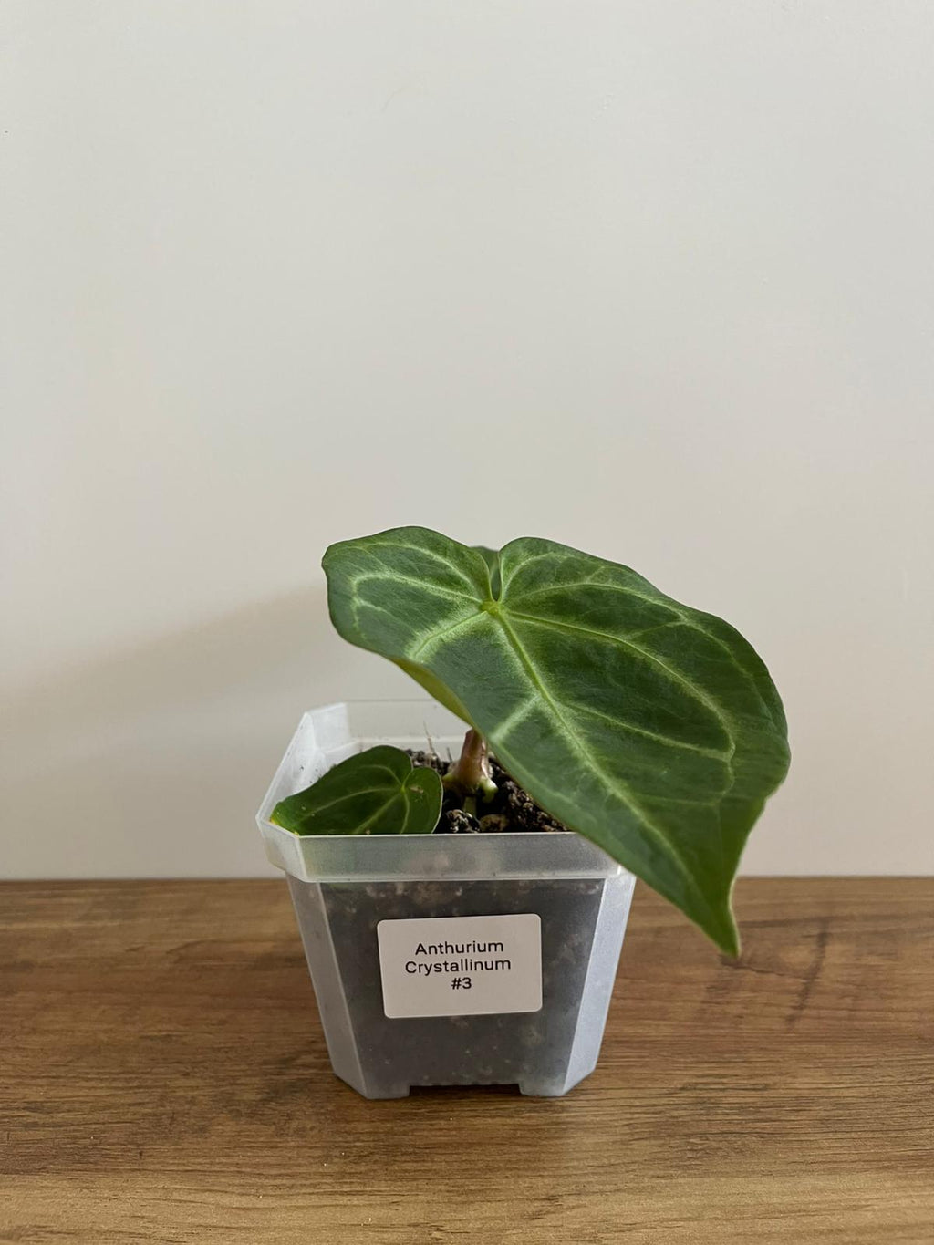 Anthurium Crystallinum #3