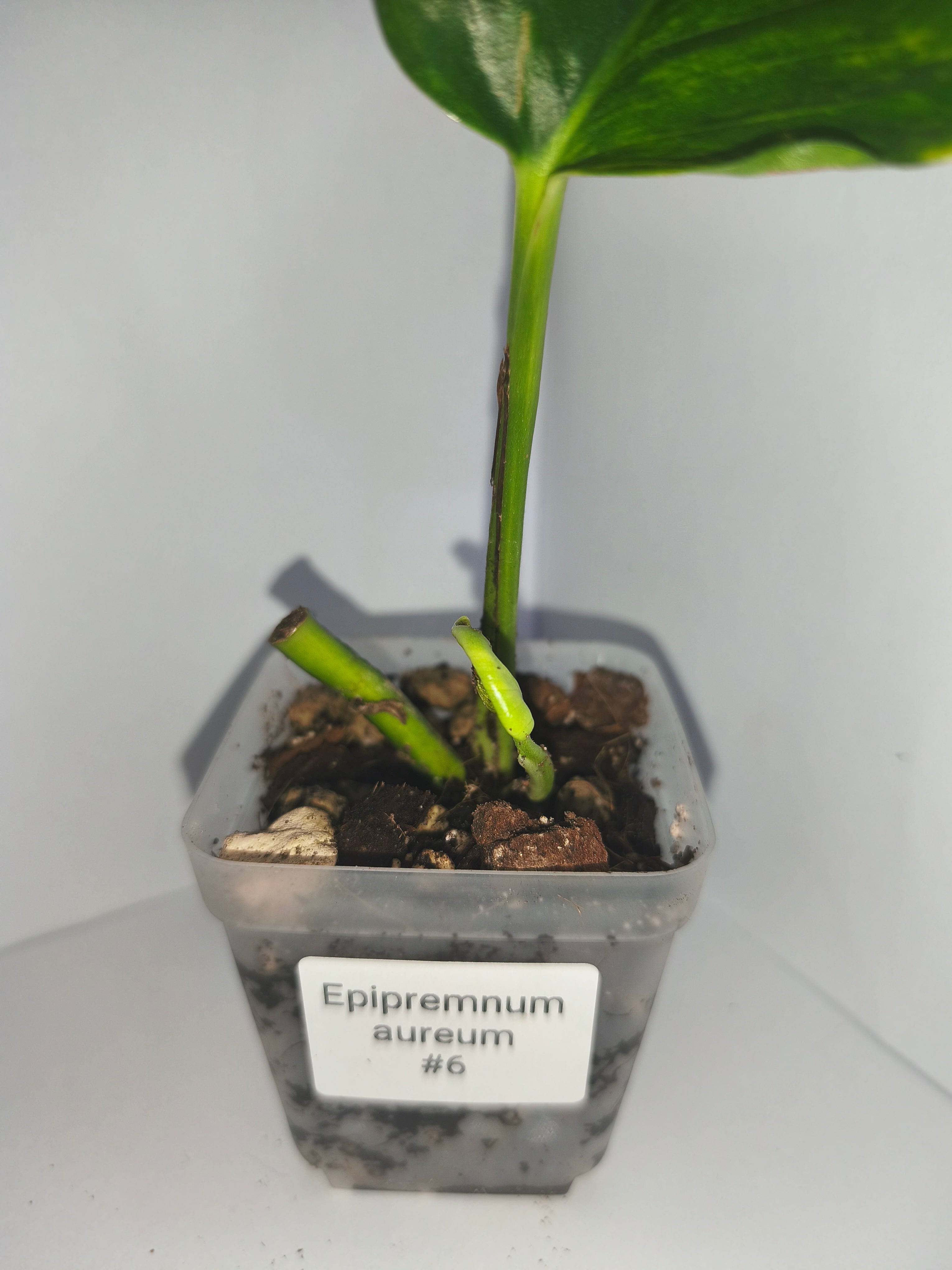 Epipremnum aureum #6